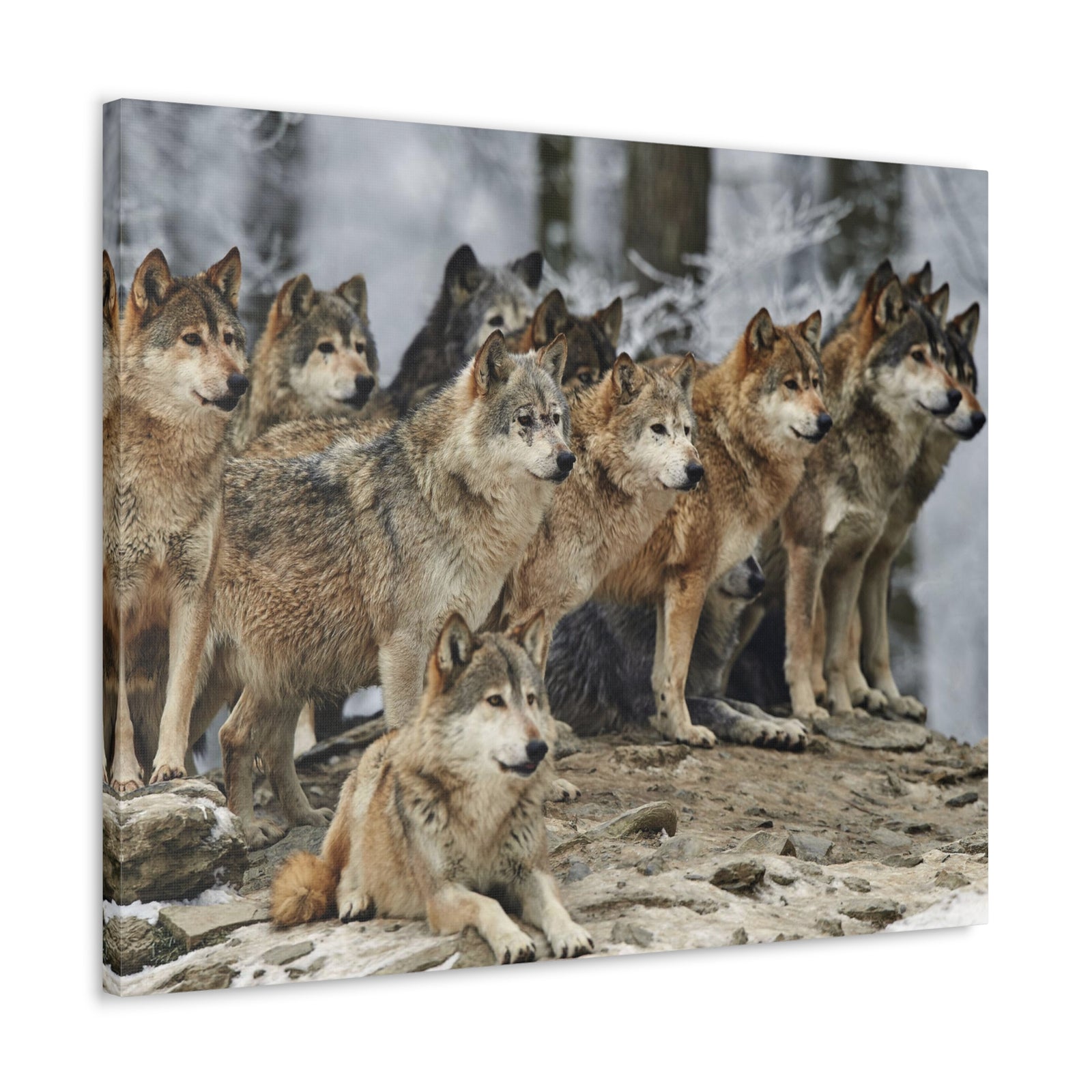 Wolf Pack Ready To Hang Stretched Canvas Wall Art-Express Your Love Gifts