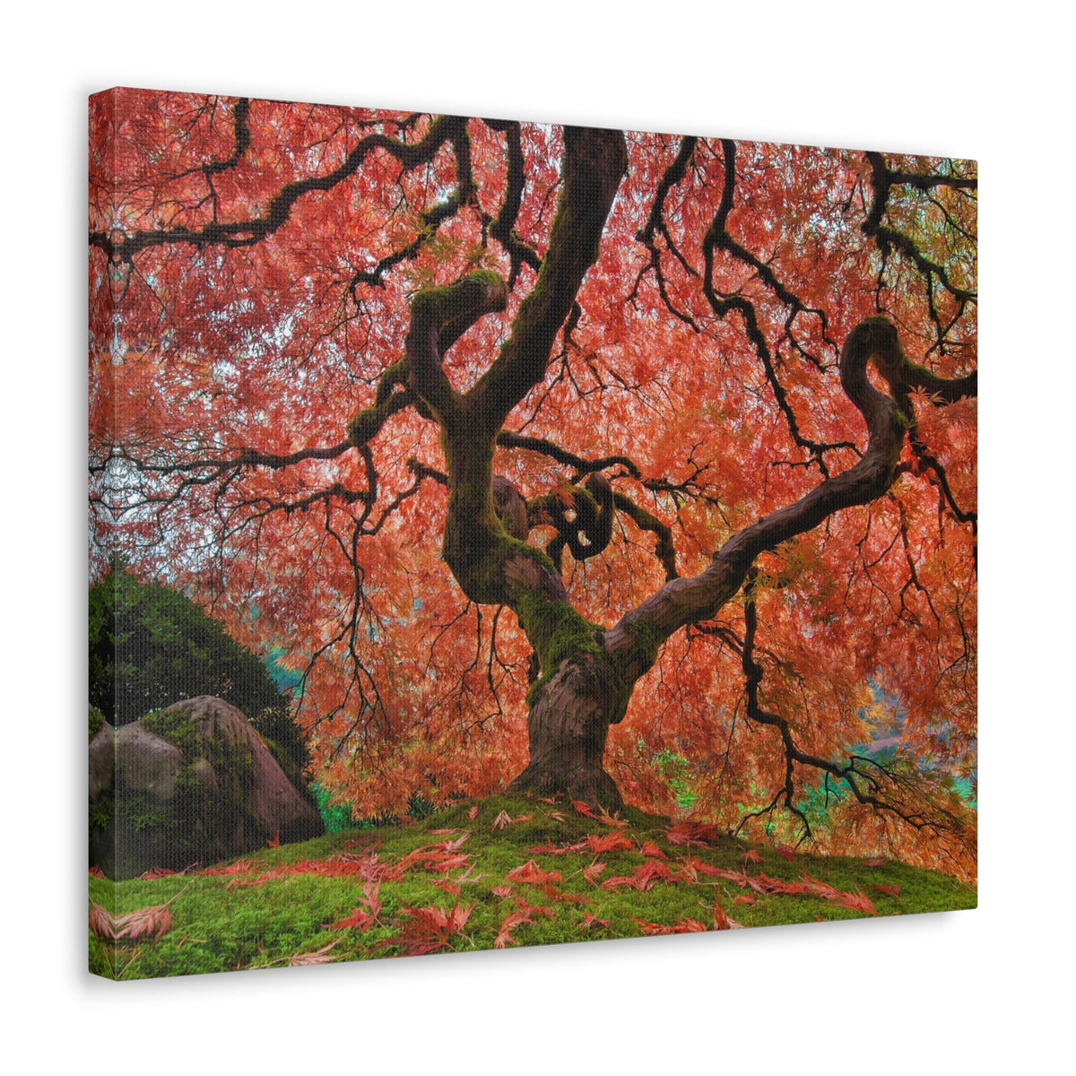 Old Japanese Maple Tree In Japanese Garden Canvas Wall Art for Home Decor Ready-to-Hang-Express Your Love Gifts