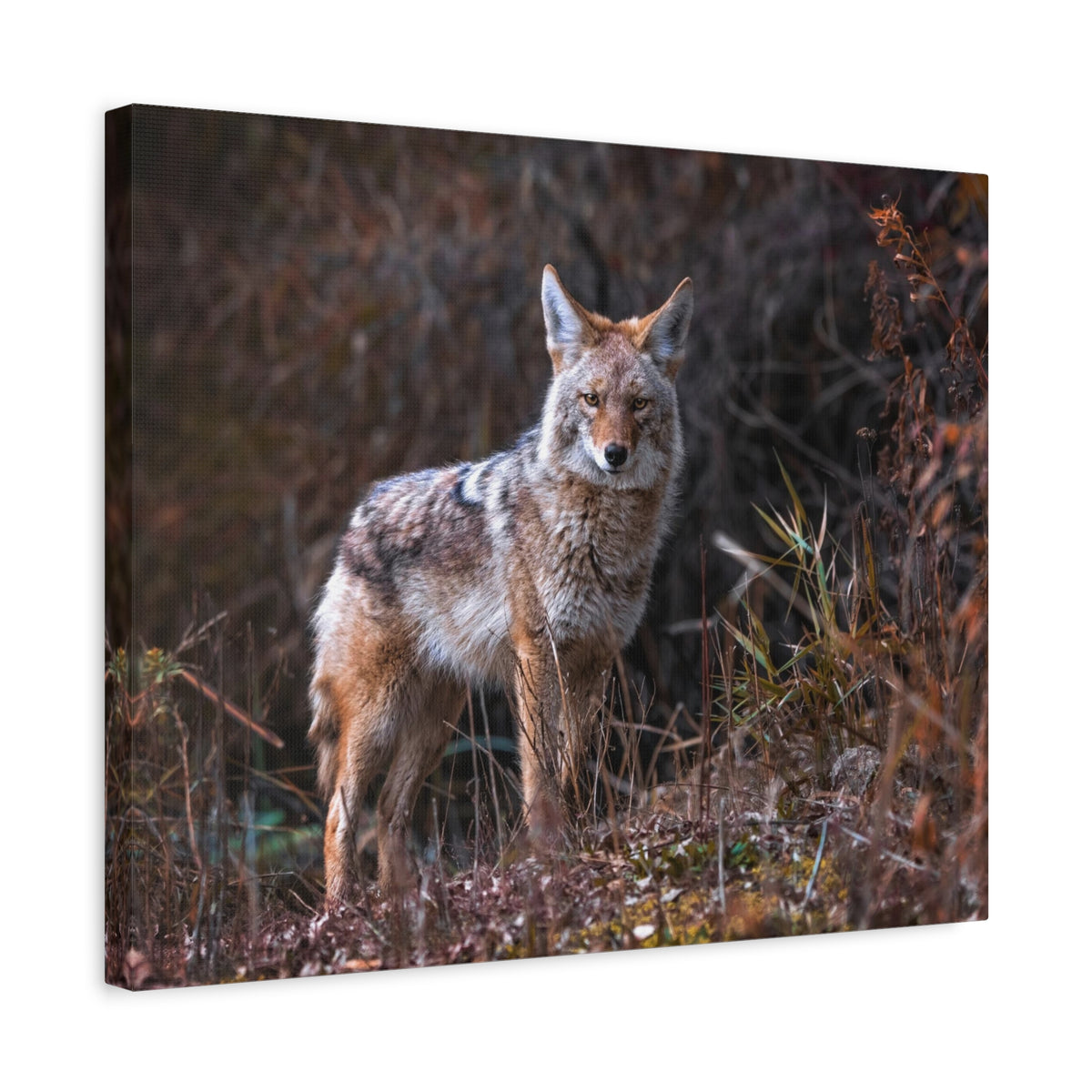 Majestic Coyote Art Majestic Coyote Print Animal Wall Art Wildlife Canvas Prints Wall Art Ready to Hang-Express Your Love Gifts
