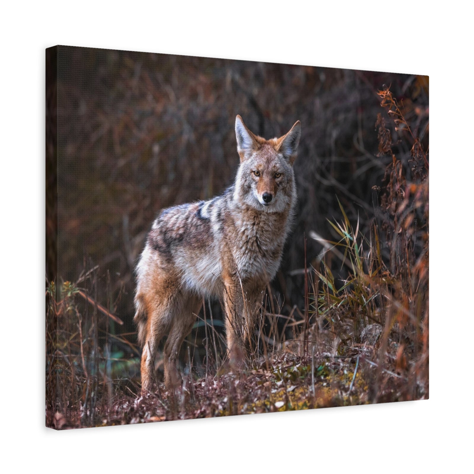 Majestic Coyote Art Majestic Coyote Print Animal Wall Art Wildlife Canvas Prints Wall Art Ready to Hang-Express Your Love Gifts