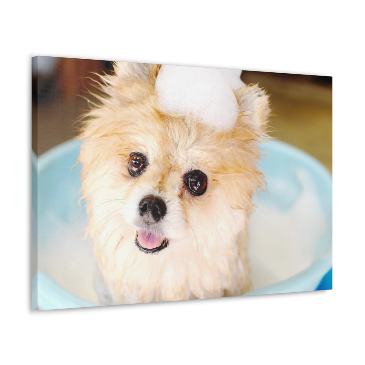 Cute Pomeranian Bathee Canvas Wall Art for Home Decor Ready-to-Hang-Express Your Love Gifts