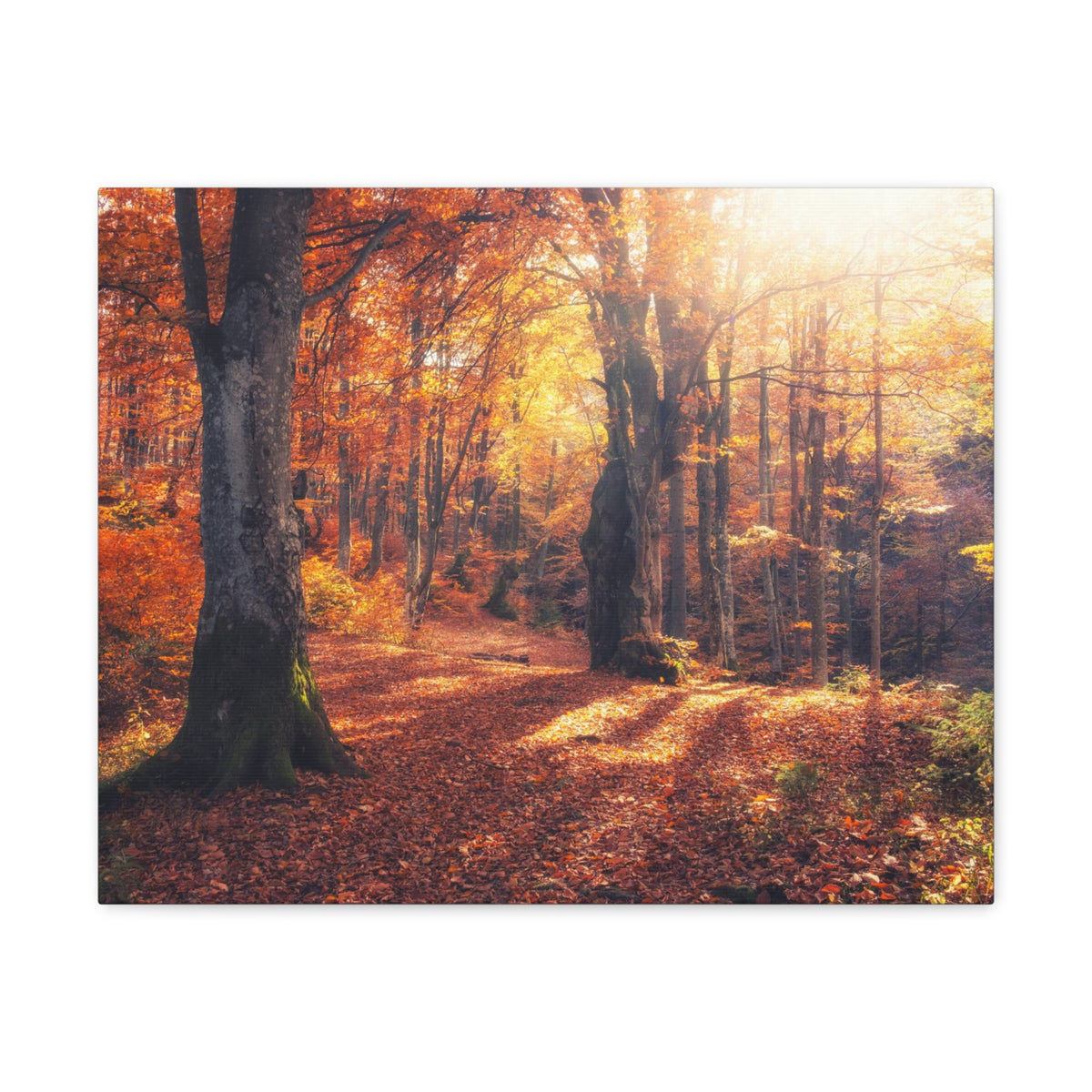 Orange Tree Sunlight Autumn Forest Nature Wilderness Photography Canvas Wall Art for Home Decor Ready-to-Hang-Express Your Love Gifts