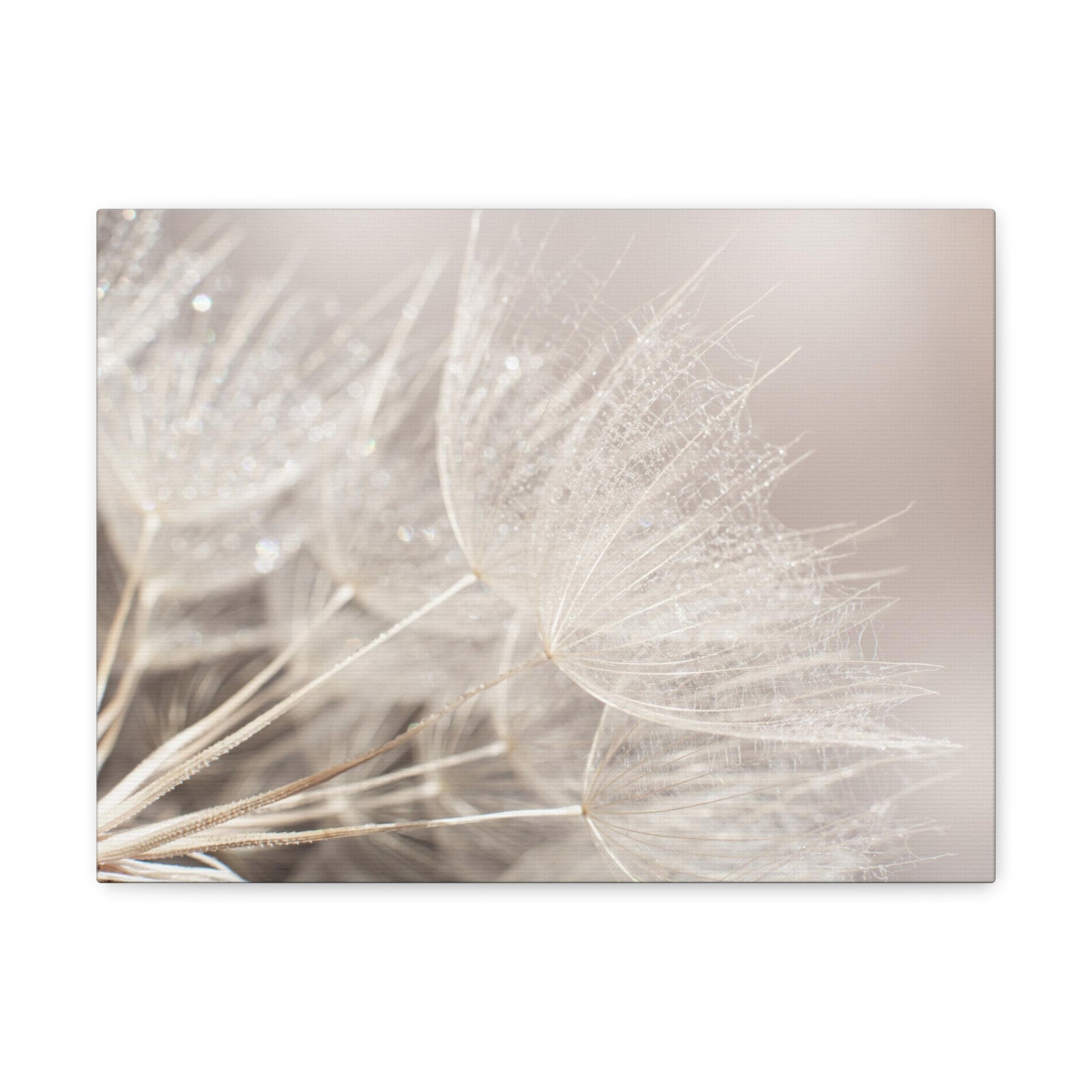 Soft Focus Dandelion At Sunset Seed Macro Closeup Canvas Wall Art for Home Decor Ready-to-Hang-Express Your Love Gifts