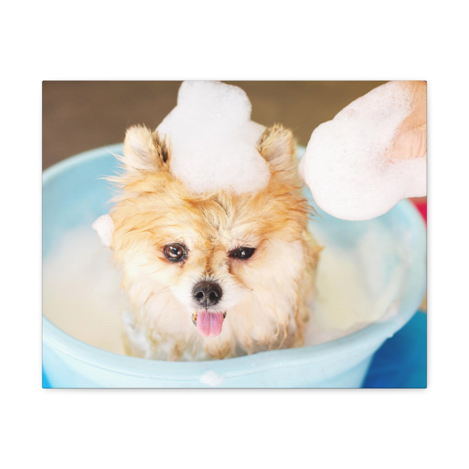 Funny Pomeranian Bathee Canvas Wall Art for Home Decor Ready-to-Hang-Express Your Love Gifts