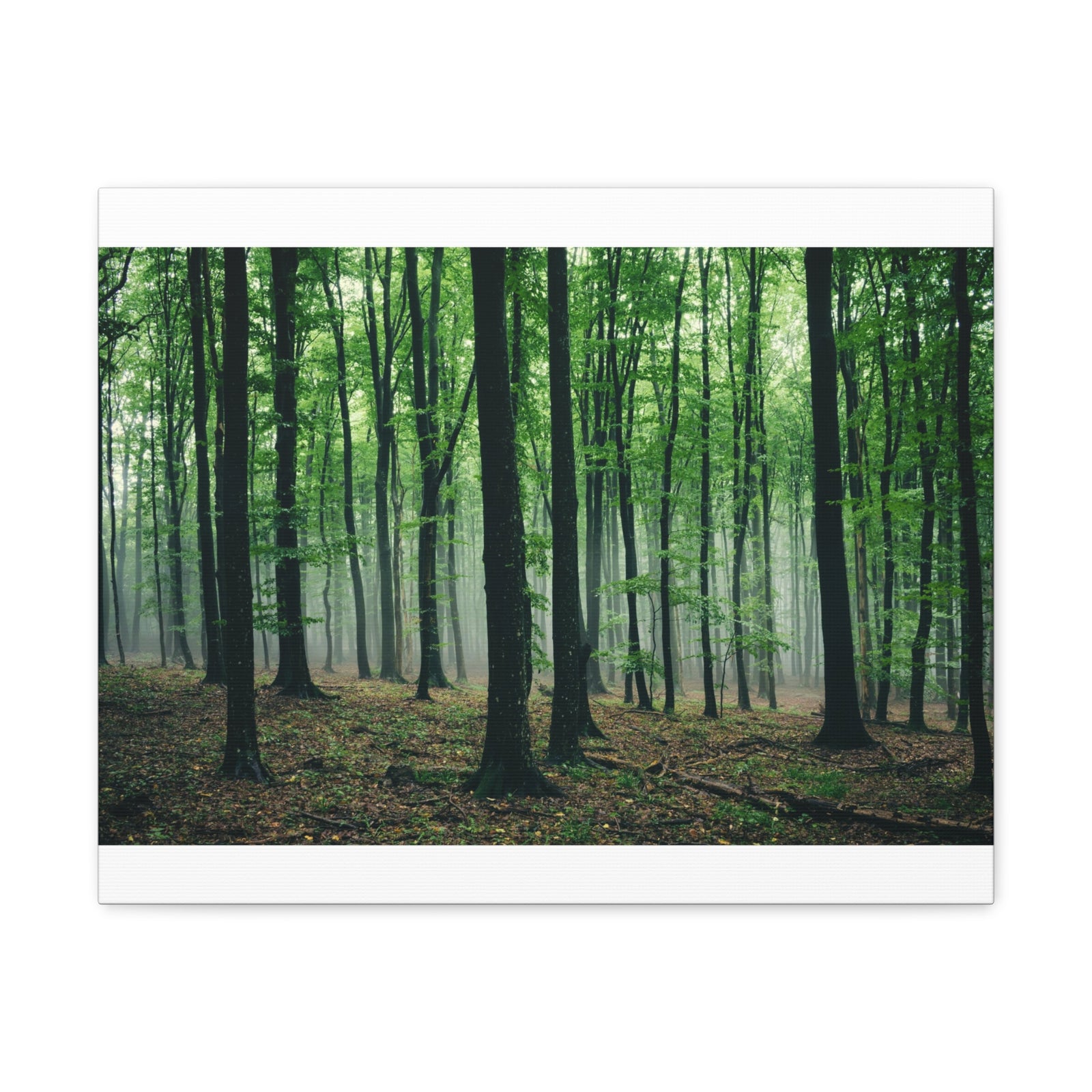 Misty Green Pine Tree Forest Nature Wilderness Photography Canvas Wall Art for Home Decor Ready-to-Hang-Express Your Love Gifts