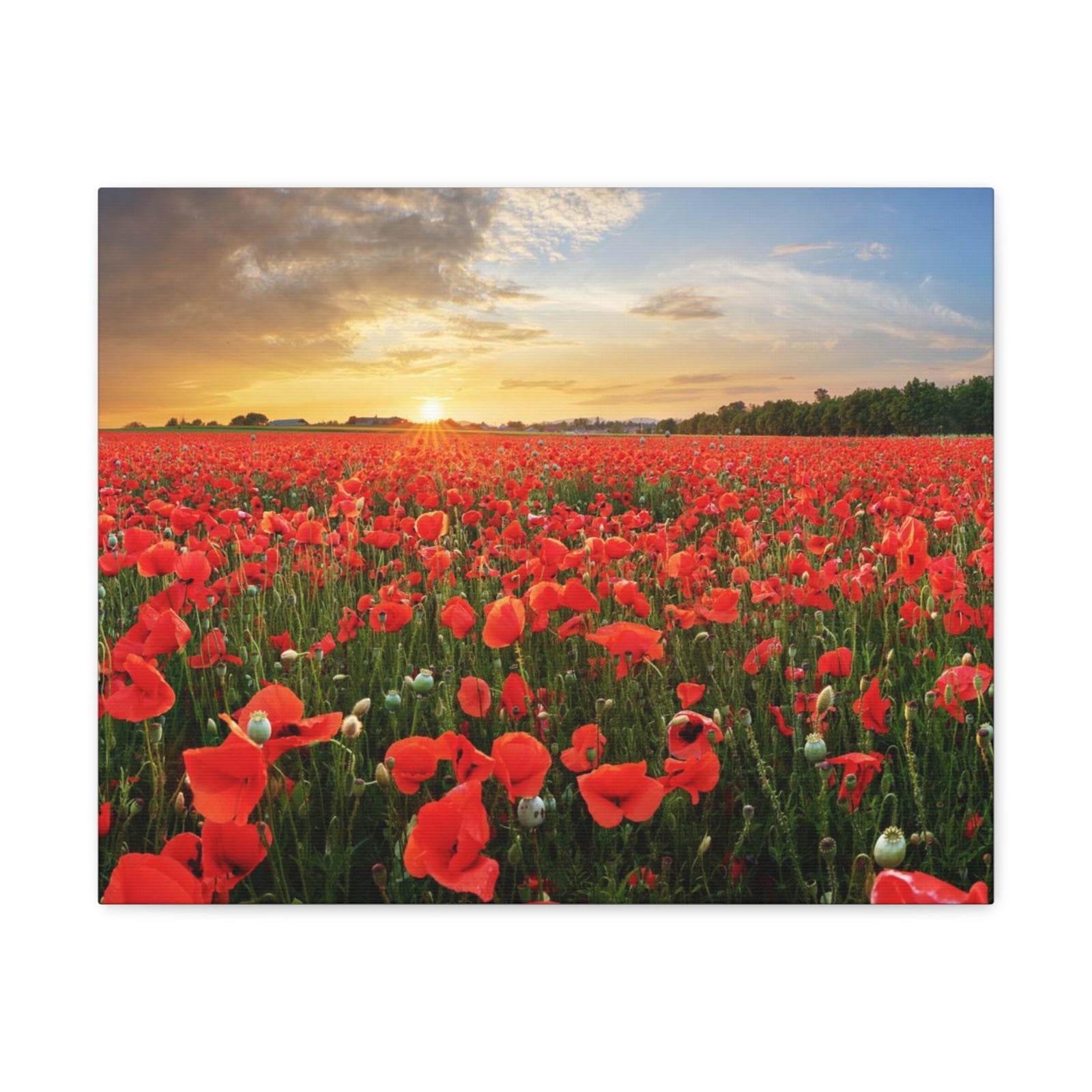 Sunset Over Poppy Field Flower Canvas Wall Art for Home Decor Ready-to-Hang-Express Your Love Gifts