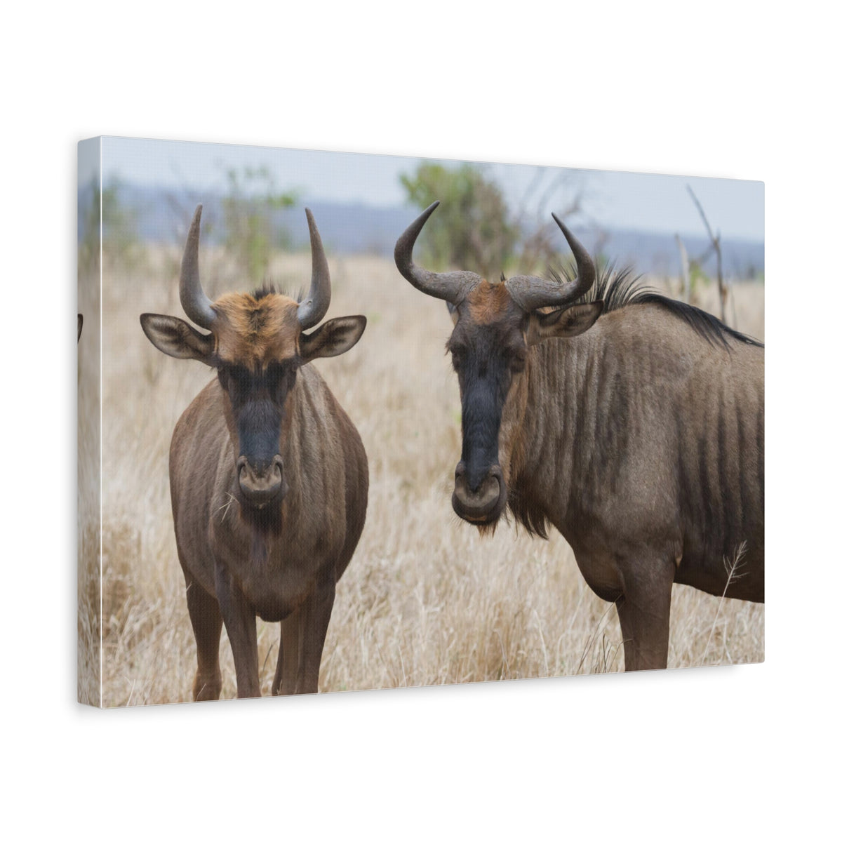 Funny Wildebeest Silly Wildebeest Scene Couple Wall Art Ready to Hang-Express Your Love Gifts