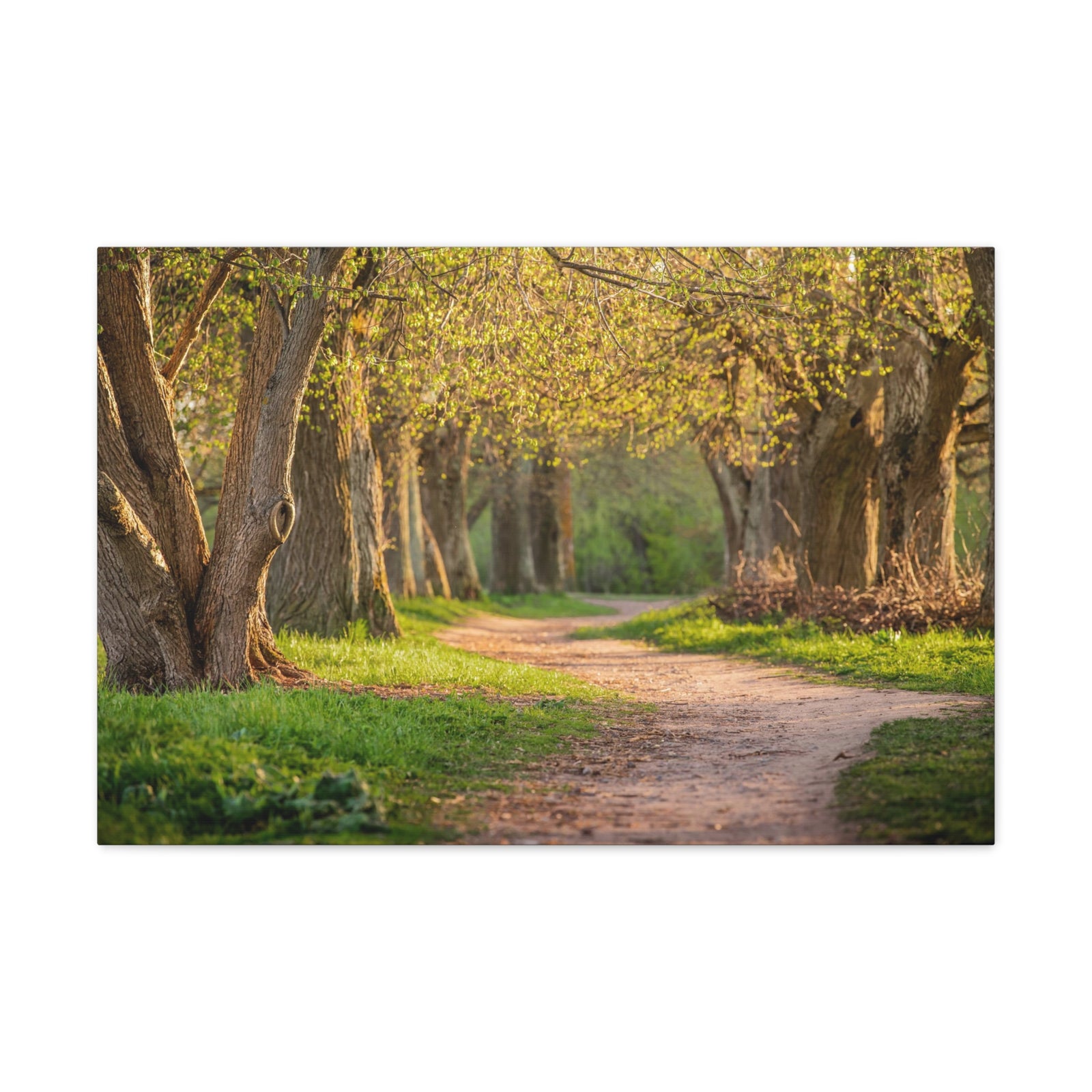 Tree Green Path Forest Nature Wilderness Photography Canvas Wall Art for Home Decor Ready-to-Hang-Express Your Love Gifts