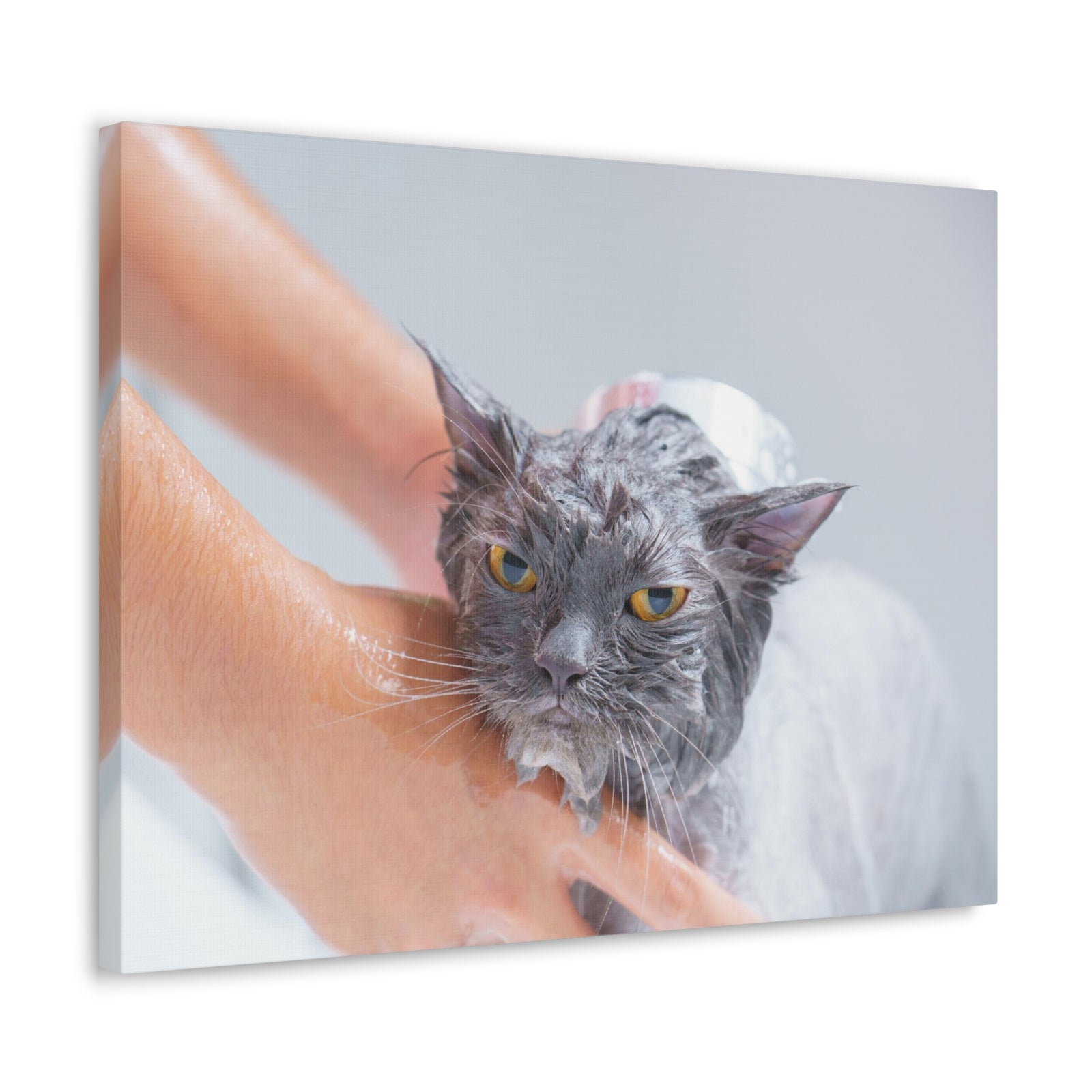 Cute Persian Cat Bath Canvas Wall Art for Home Decor Ready-to-Hang-Express Your Love Gifts