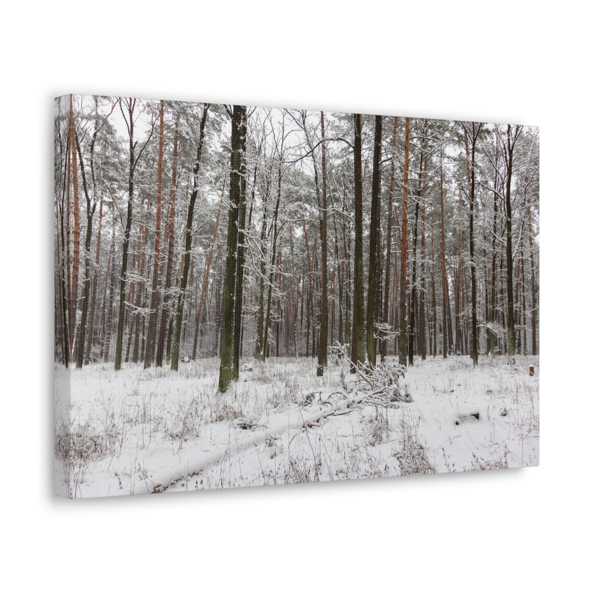 Winter Tree Covered In Snow Forest Nature Wilderness Photography Canvas Wall Art for Home Decor Ready-to-Hang-Express Your Love Gifts