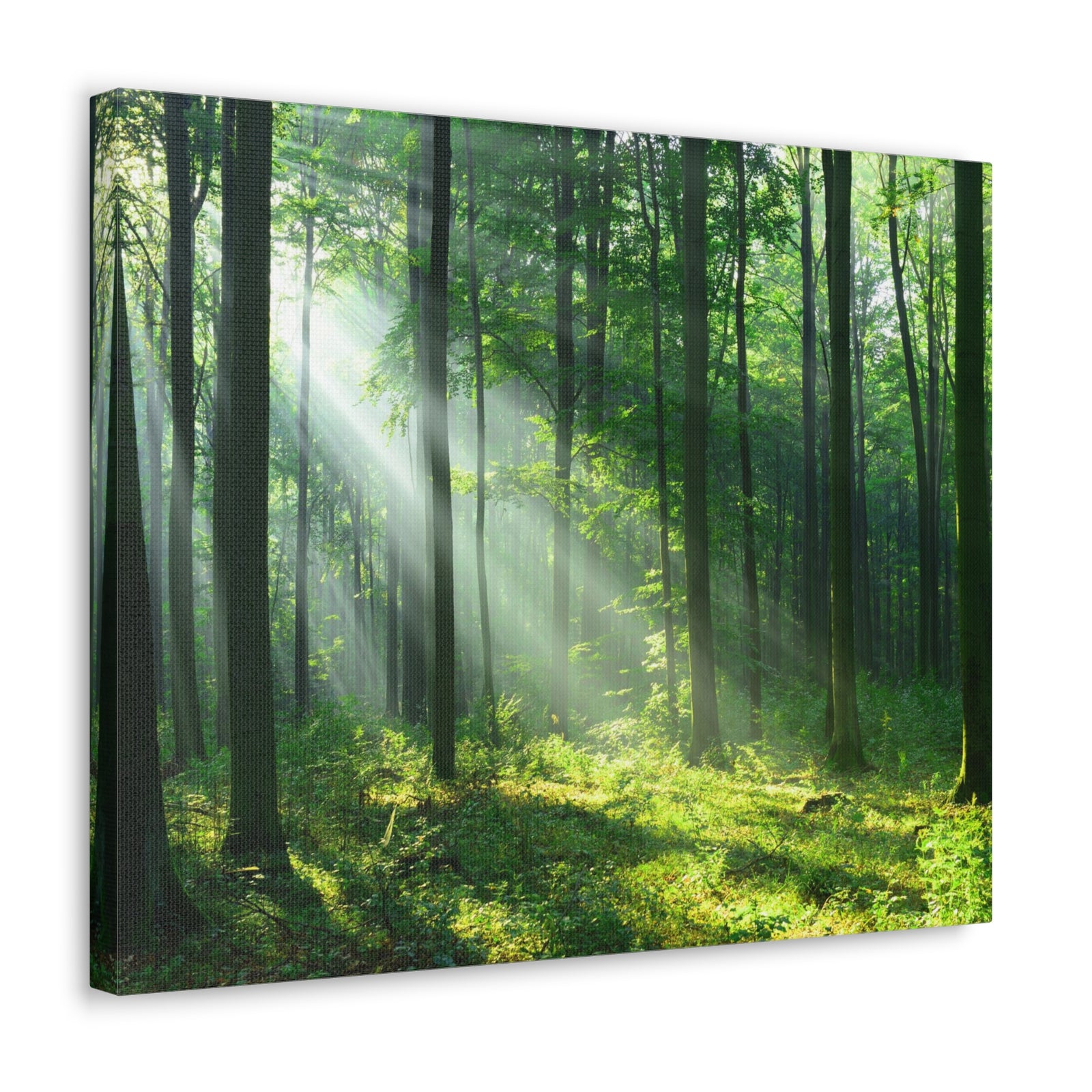 Green Forest Sunlight Nature Wilderness Photography Canvas Wall Art for Home Decor Ready-to-Hang-Express Your Love Gifts