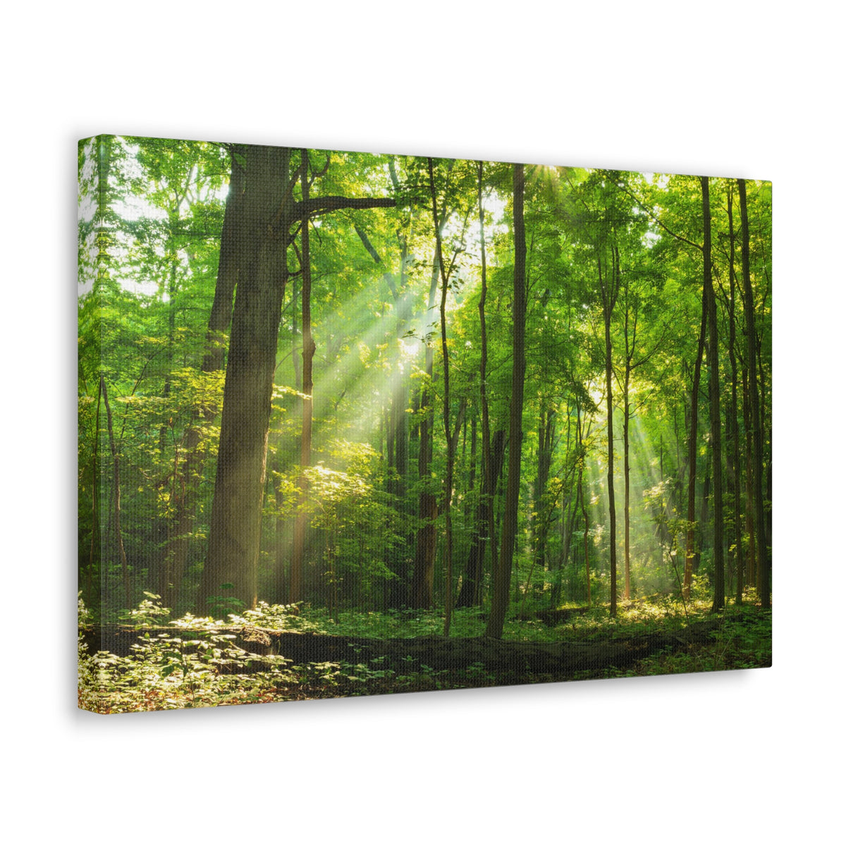 Green Forest Summer Sunlight Nature Wilderness Photography Canvas Wall Art for Home Decor Ready-to-Hang-Express Your Love Gifts
