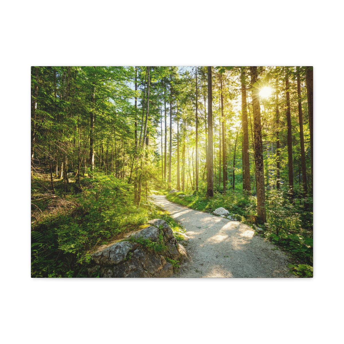 Sunlight Passing Through Green Forest Path Nature Wilderness Photography Canvas Wall Art for Home Decor Ready-to-Hang-Express Your Love Gifts