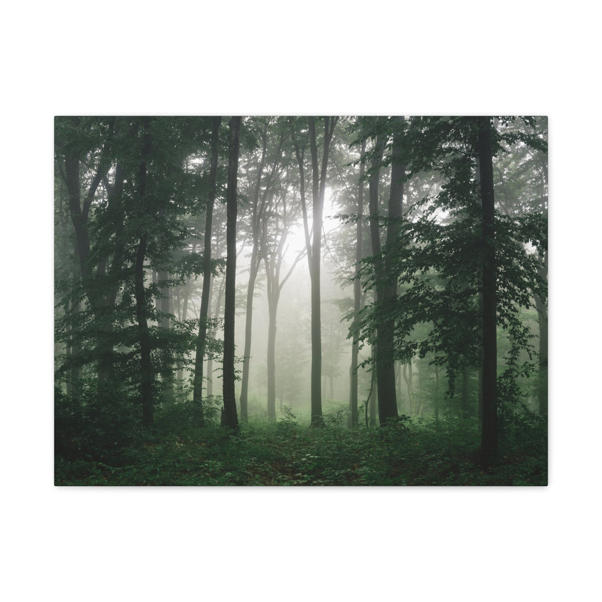 Pine Tree Misty Forest Nature Wilderness Photography Canvas Wall Art for Home Decor Ready-to-Hang-Express Your Love Gifts