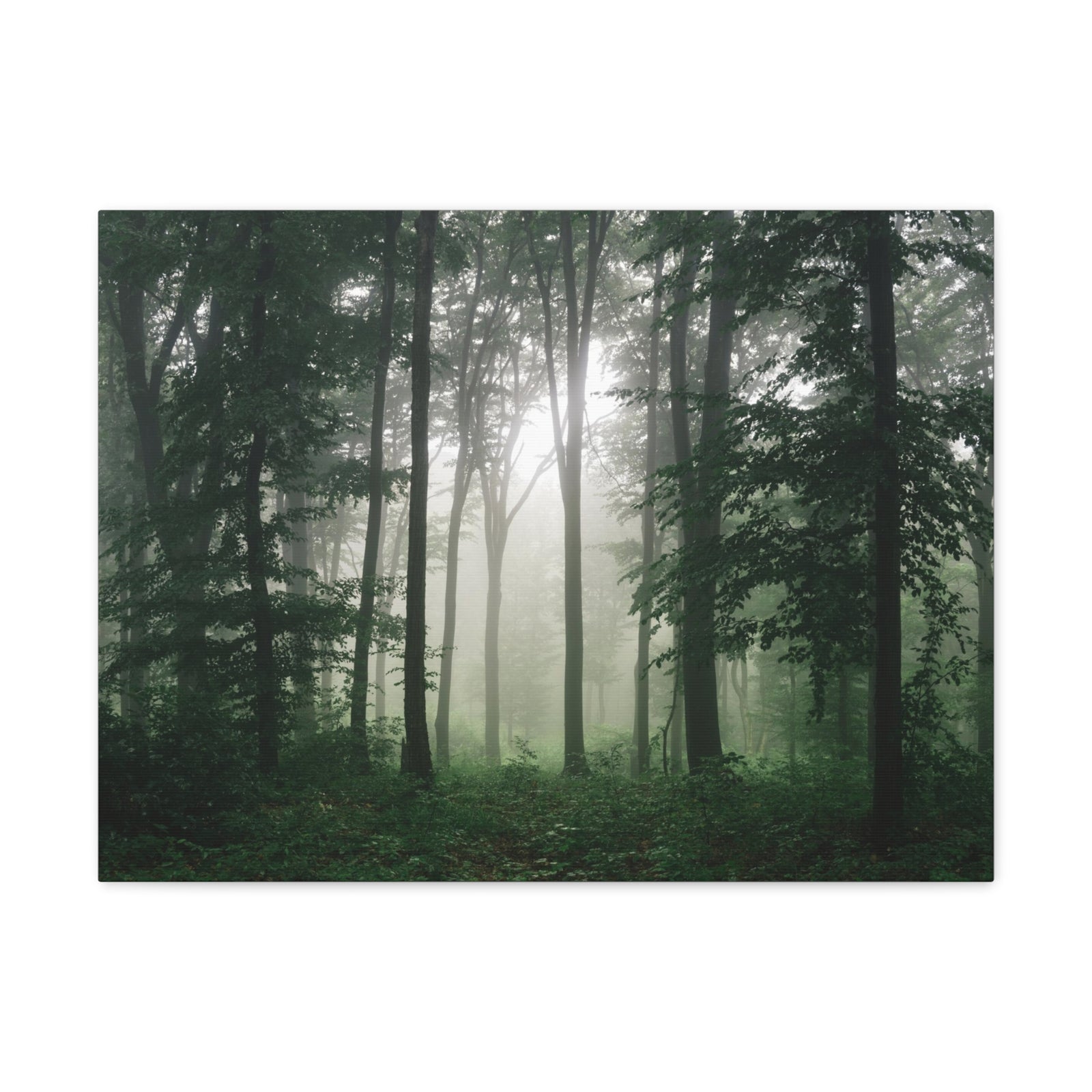 Pine Tree Misty Forest Nature Wilderness Photography Canvas Wall Art for Home Decor Ready-to-Hang-Express Your Love Gifts