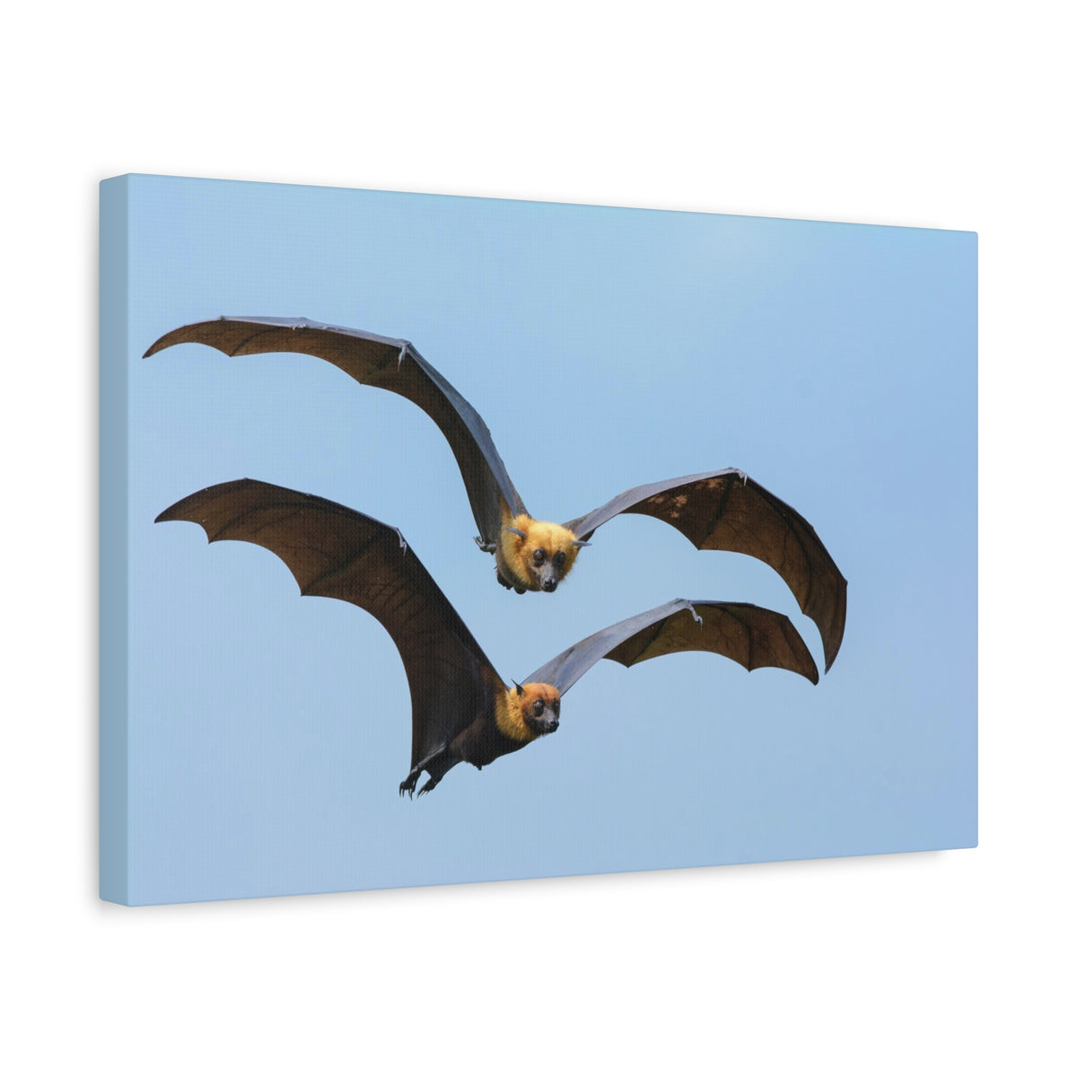 Vampire Bat Couple Vampire Bat Couple Print Animal Wall Art Wildlife Canvas Prints Wall Art Ready to Hang-Express Your Love Gifts
