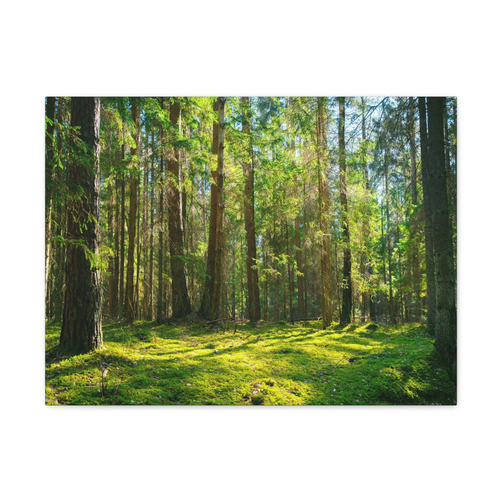 Sunlight Green Forest Tree Nature Wilderness Photography Canvas Wall Art for Home Decor Ready-to-Hang-Express Your Love Gifts