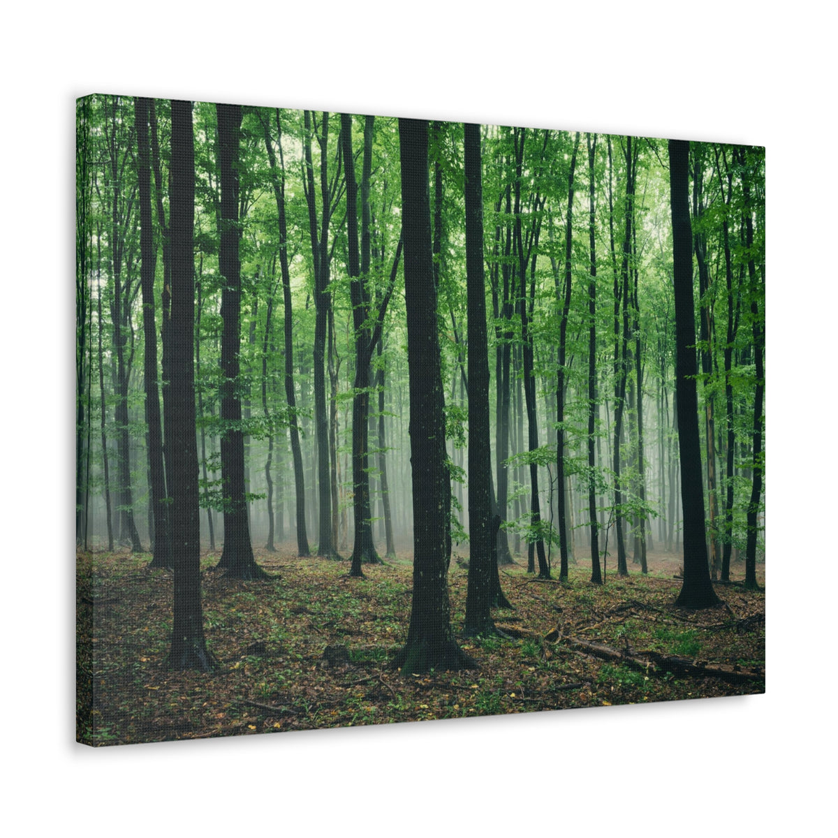 Misty Green Pine Tree Forest Nature Wilderness Photography Canvas Wall Art for Home Decor Ready-to-Hang-Express Your Love Gifts