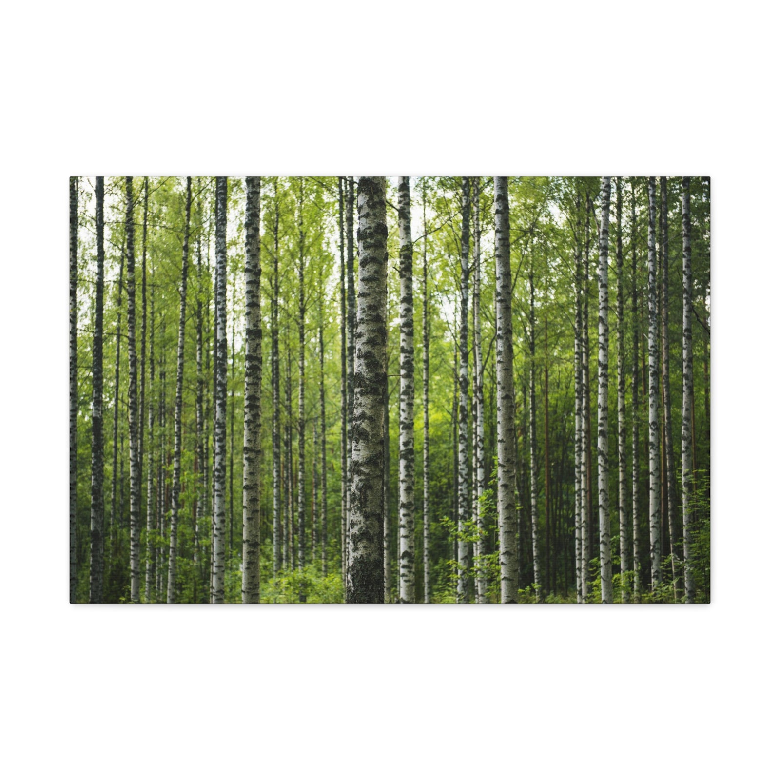 White Birch Trees in Green Forest Nature Wilderness Photography Canvas Wall Art for Home Decor Ready-to-Hang-Express Your Love Gifts