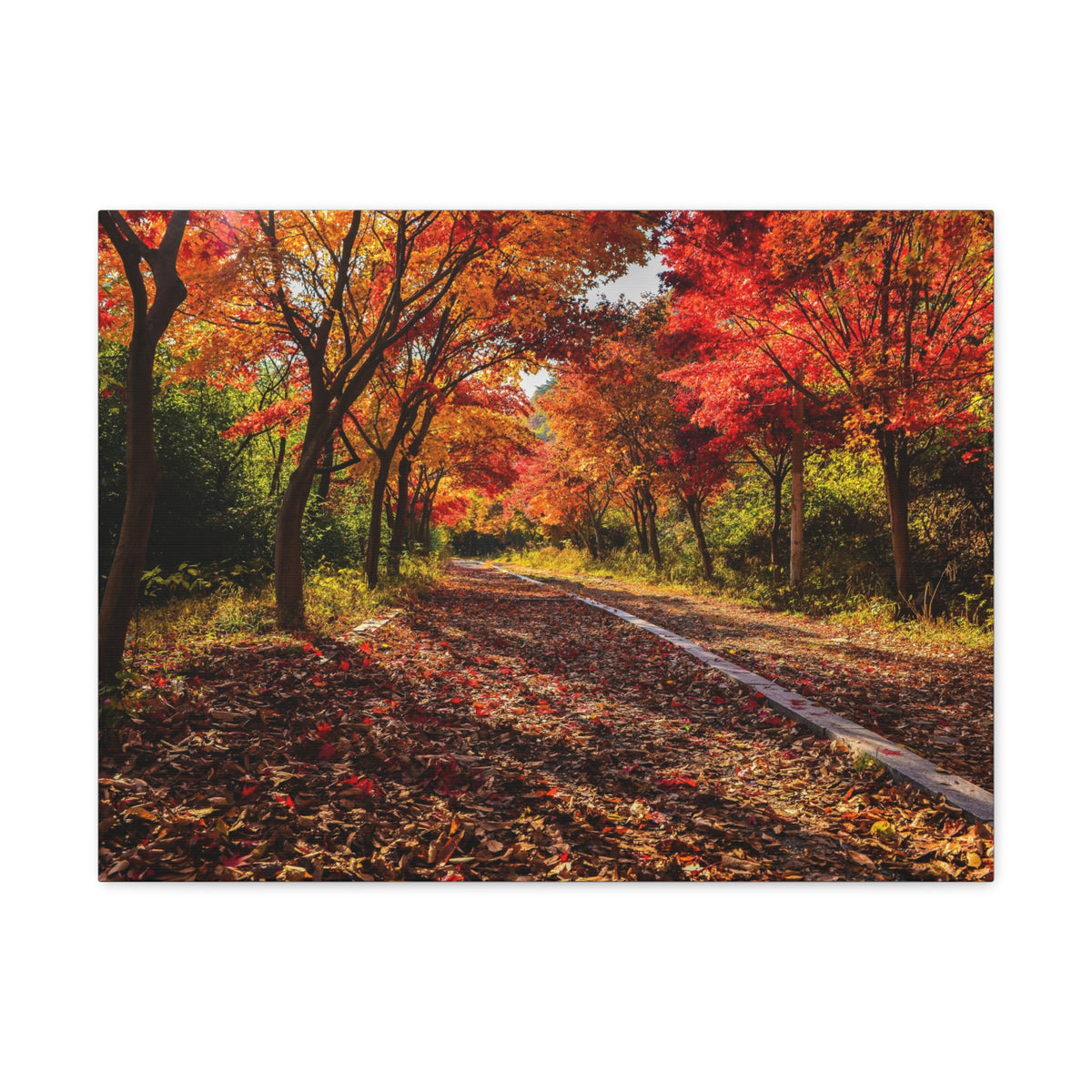 Orange Tree Path Autumn Park Nature Wilderness Photography Canvas Wall Art for Home Decor Ready-to-Hang-Express Your Love Gifts