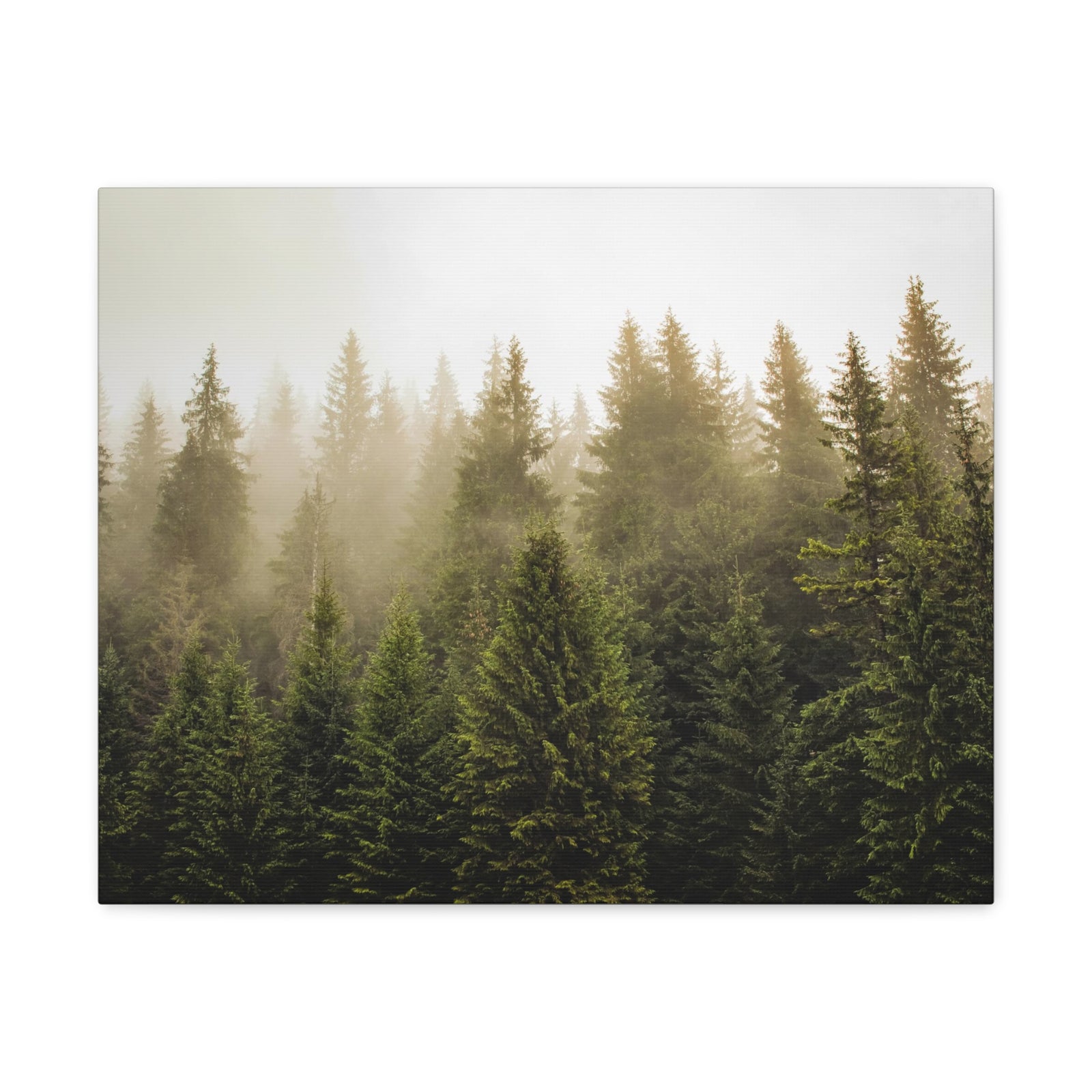Misty Pine Tree Forest Nature Wilderness Photography Canvas Wall Art for Home Decor Ready-to-Hang-Express Your Love Gifts