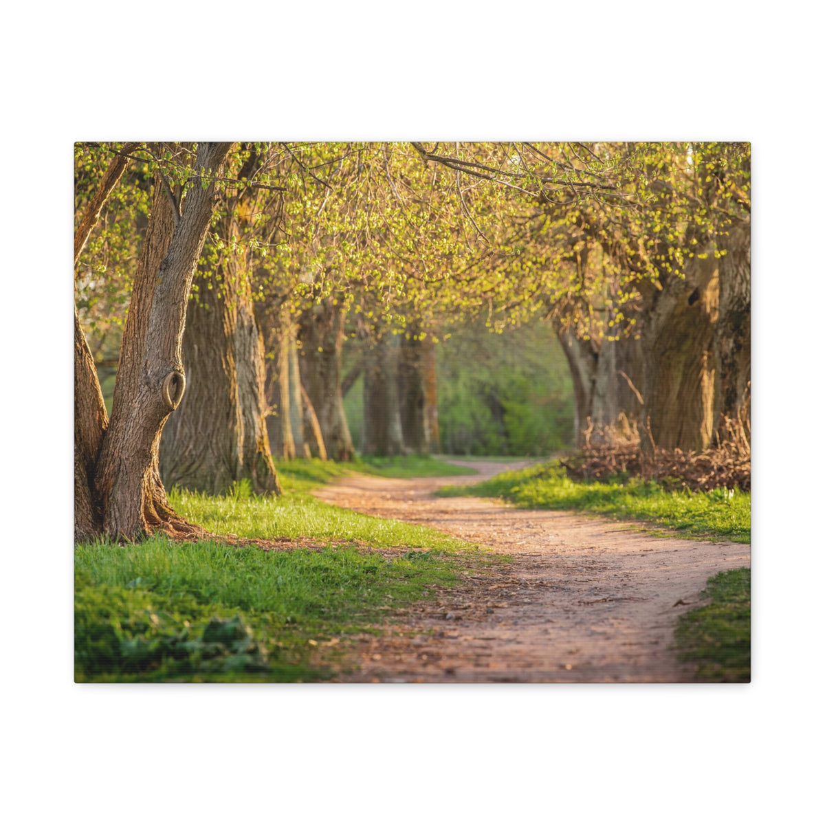 Tree Green Path Forest Nature Wilderness Photography Canvas Wall Art for Home Decor Ready-to-Hang-Express Your Love Gifts