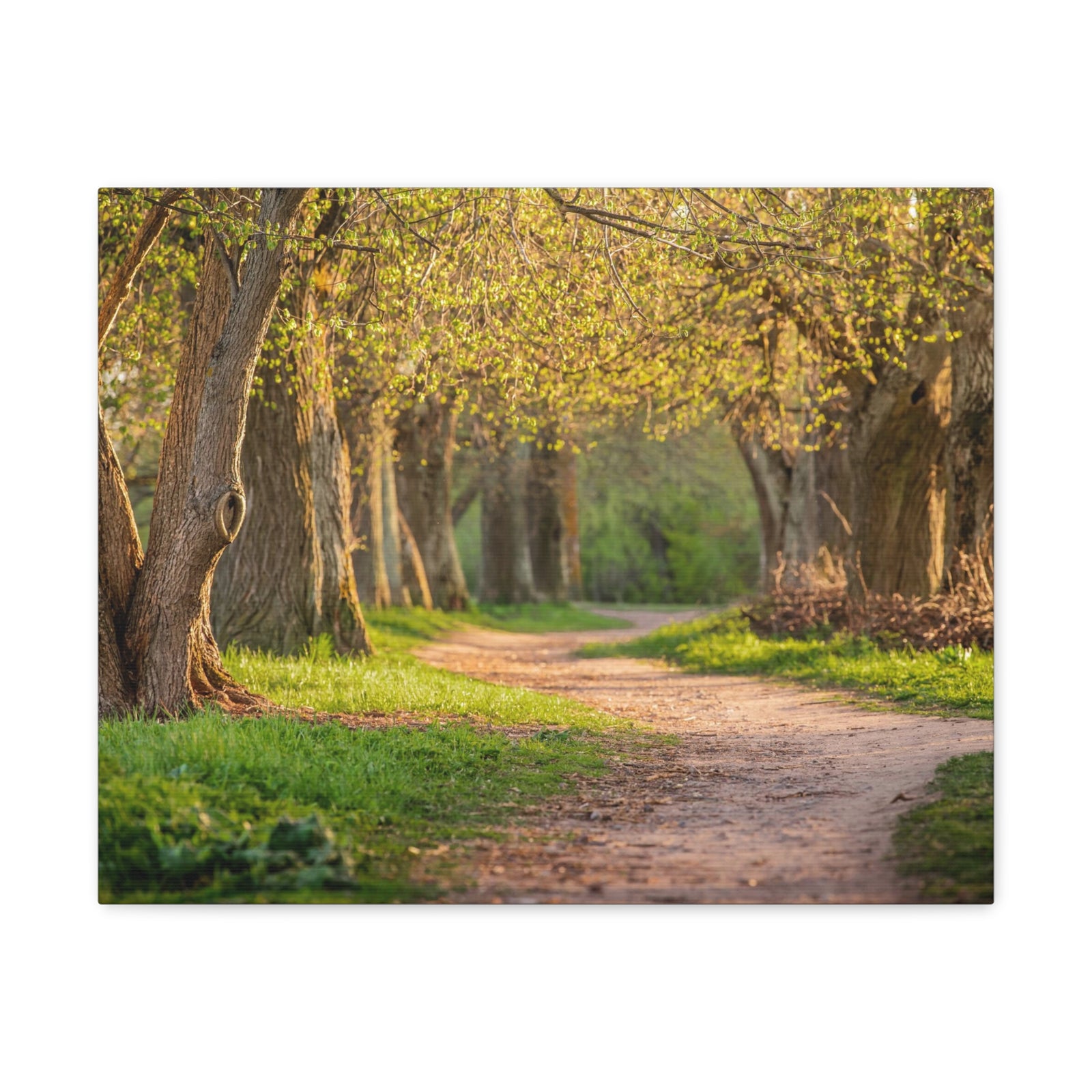 Tree Green Path Forest Nature Wilderness Photography Canvas Wall Art for Home Decor Ready-to-Hang-Express Your Love Gifts