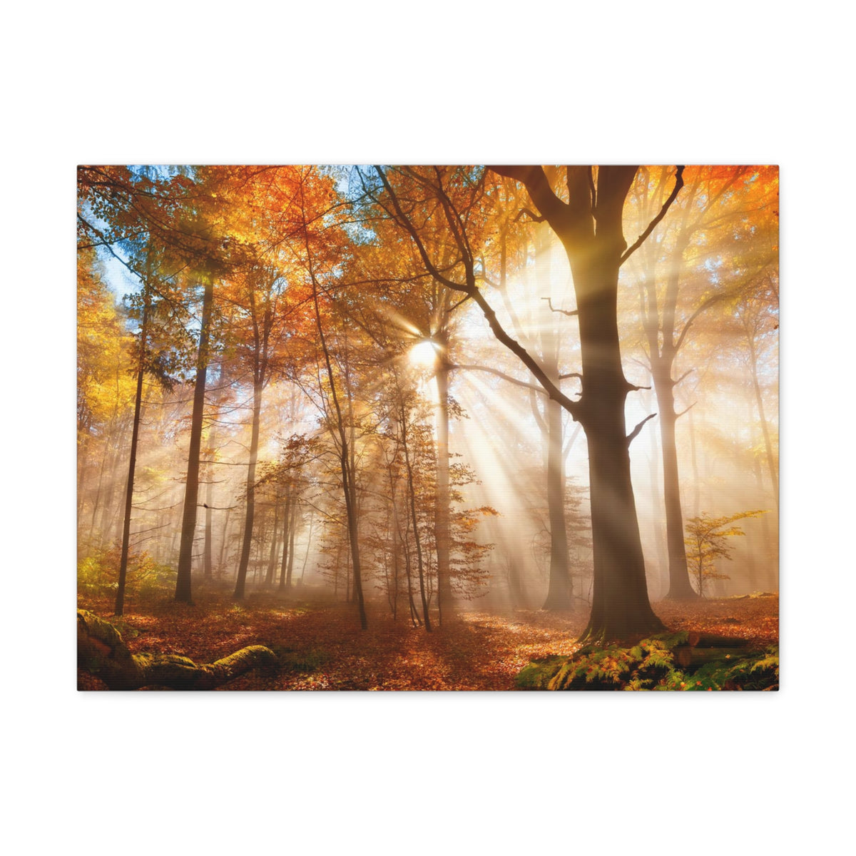 Sunlight Shine Autumn Forest Nature Wilderness Photography Canvas Wall Art for Home Decor Ready-to-Hang-Express Your Love Gifts