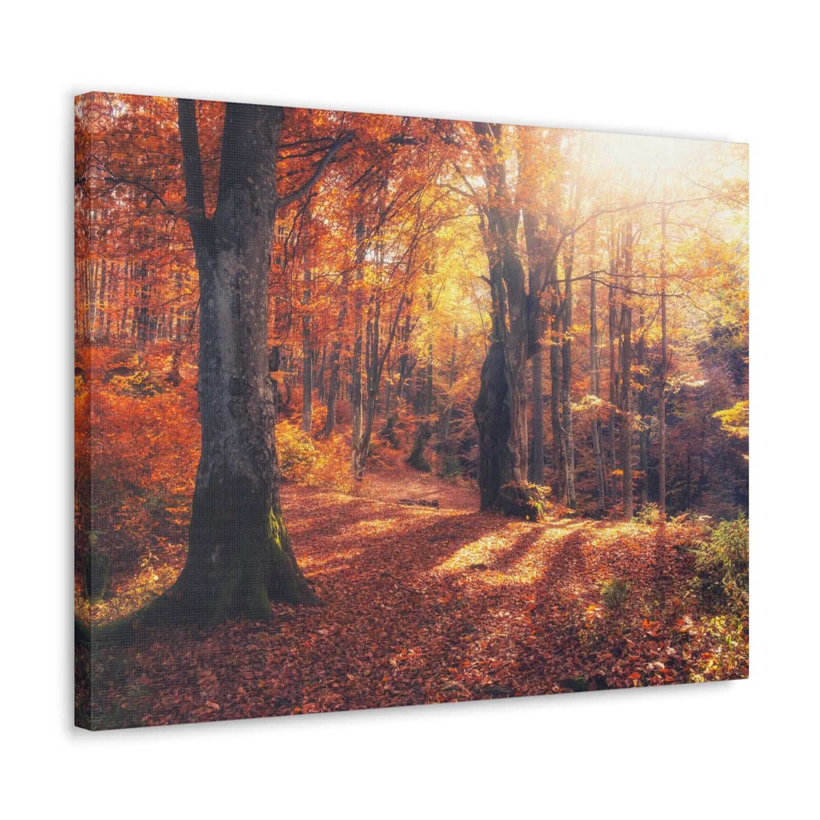 Orange Tree Sunlight Autumn Forest Nature Wilderness Photography Canvas Wall Art for Home Decor Ready-to-Hang-Express Your Love Gifts