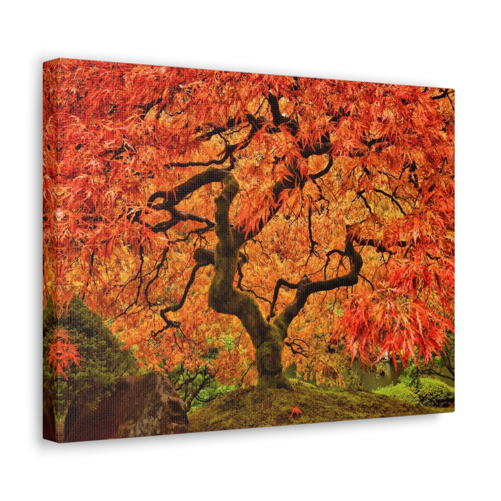 Japanese Maple Tree In Autumn Canvas Wall Art for Home Decor Ready-to-Hang-Express Your Love Gifts