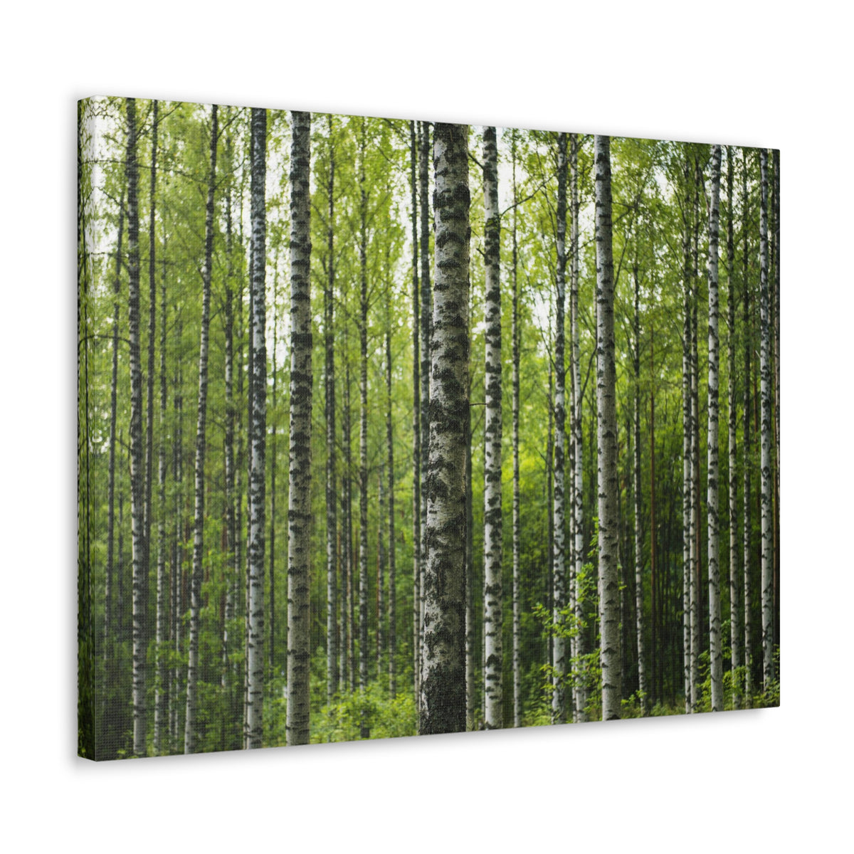 White Birch Trees in Green Forest Nature Wilderness Photography Canvas Wall Art for Home Decor Ready-to-Hang-Express Your Love Gifts