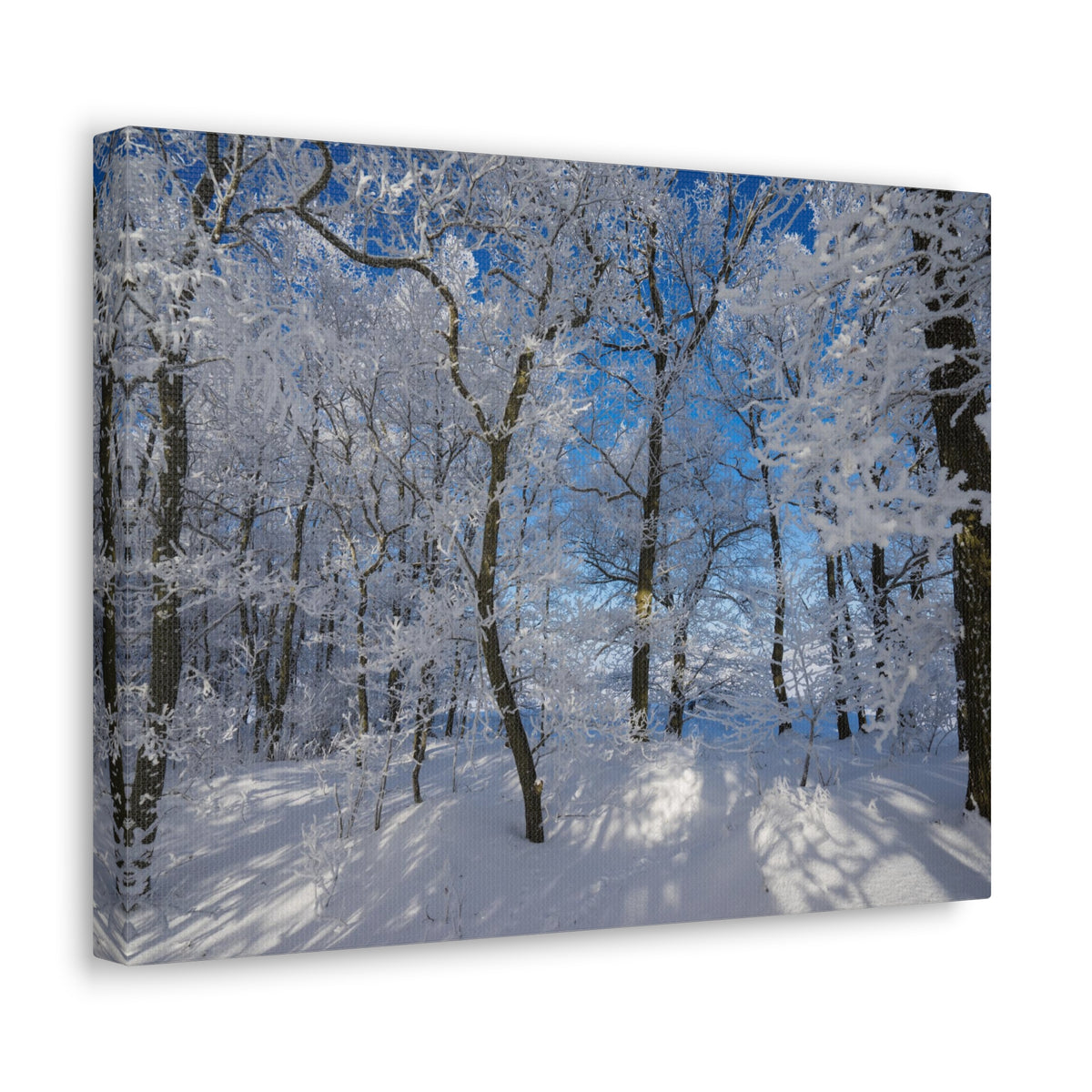 Winter Trees In The Countryside Bright Sun Backlight Canvas Wall Art for Home Decor Ready-to-Hang-Express Your Love Gifts