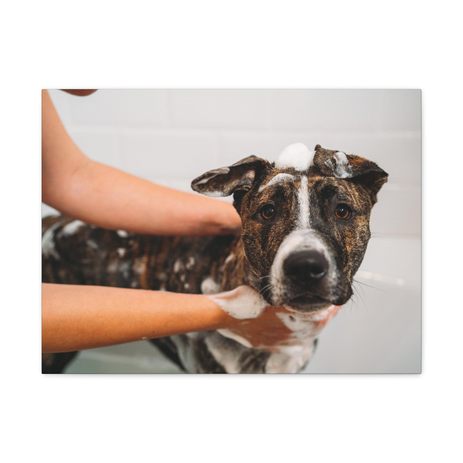 Cute American Staffordshire Terrier Bathee Canvas Wall Art for Home Decor Ready-to-Hang-Express Your Love Gifts
