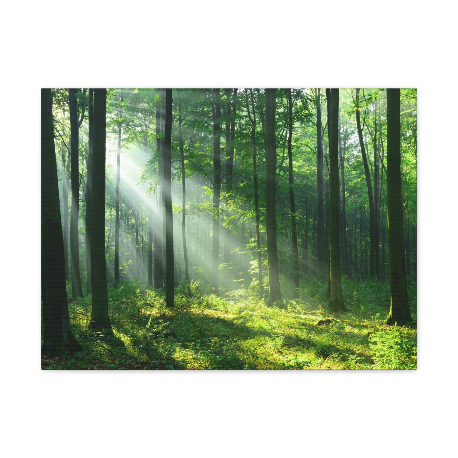 Green Forest Sunlight Nature Wilderness Photography Canvas Wall Art for Home Decor Ready-to-Hang-Express Your Love Gifts
