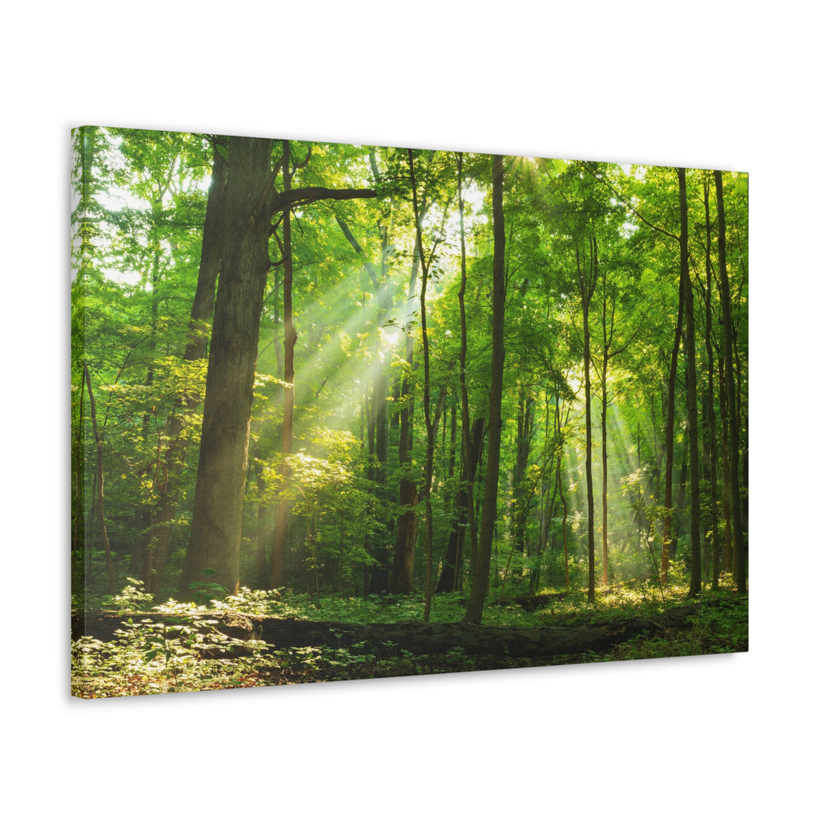 Green Forest Summer Sunlight Nature Wilderness Photography Canvas Wall Art for Home Decor Ready-to-Hang-Express Your Love Gifts