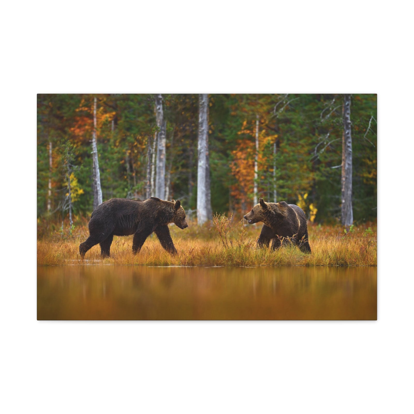 Spring Forest Bears Nature Wilderness Photography Canvas Wall Art for Home Decor Ready-to-Hang-Express Your Love Gifts