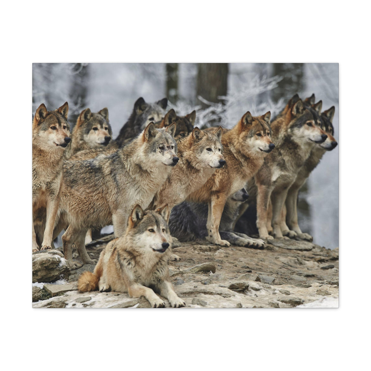 Wolf Pack Ready To Hang Stretched Canvas Wall Art-Express Your Love Gifts