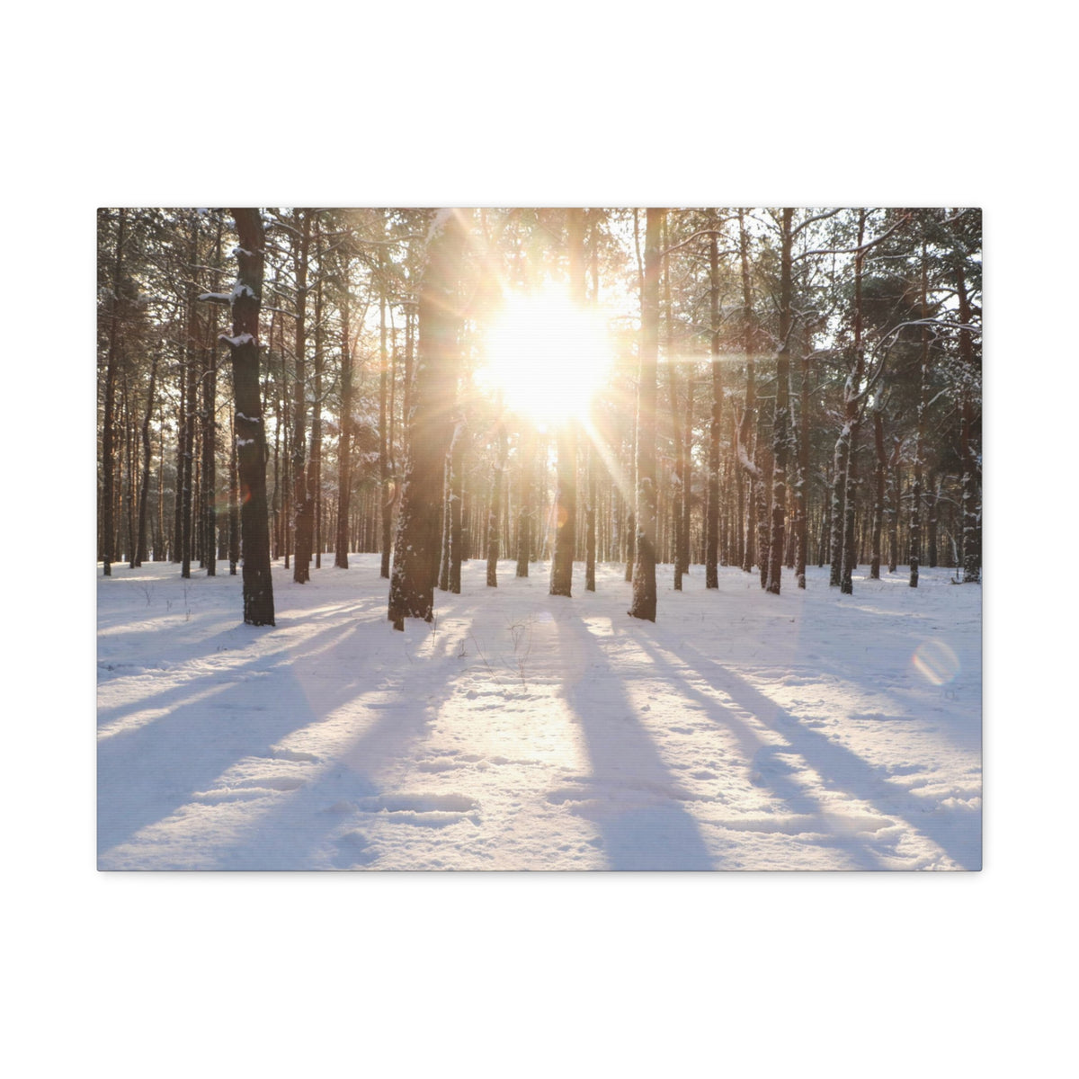 Tree Forest Covered In Snow Nature Wilderness Photography Canvas Wall Art for Home Decor Ready-to-Hang-Express Your Love Gifts