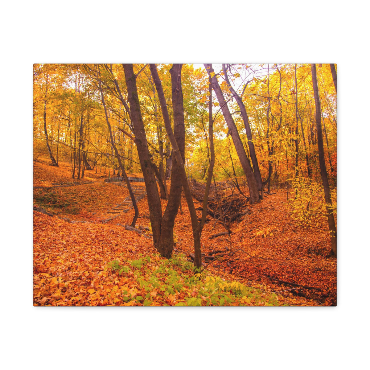 Fall Orange Tree Forest Nature Wilderness Photography Canvas Wall Art for Home Decor Ready-to-Hang-Express Your Love Gifts