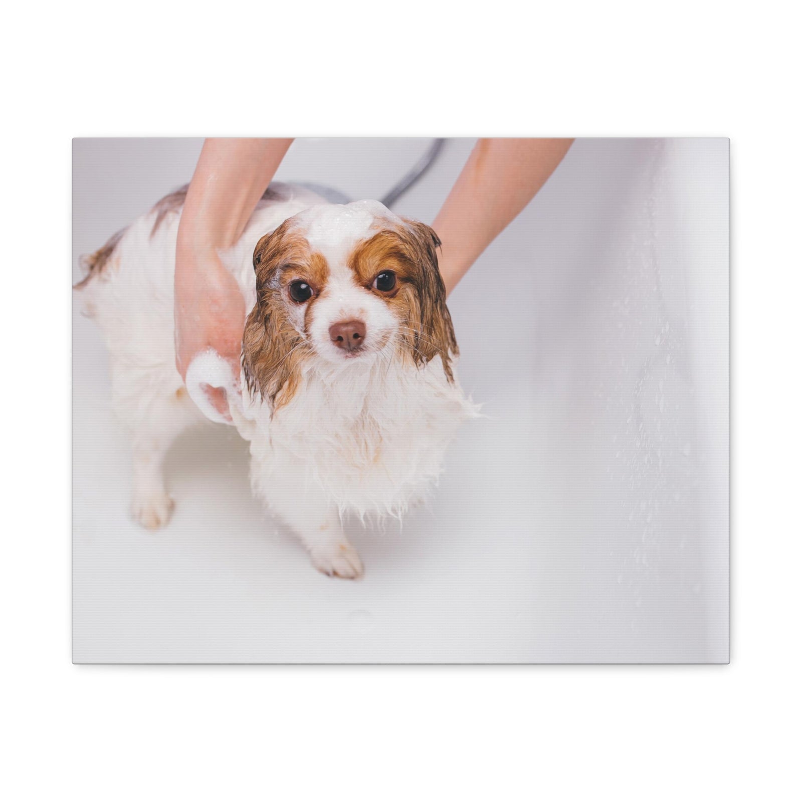Cute Cavalier King Charles Spaniel Bath Canvas Wall Art for Home Decor Ready-to-Hang-Express Your Love Gifts