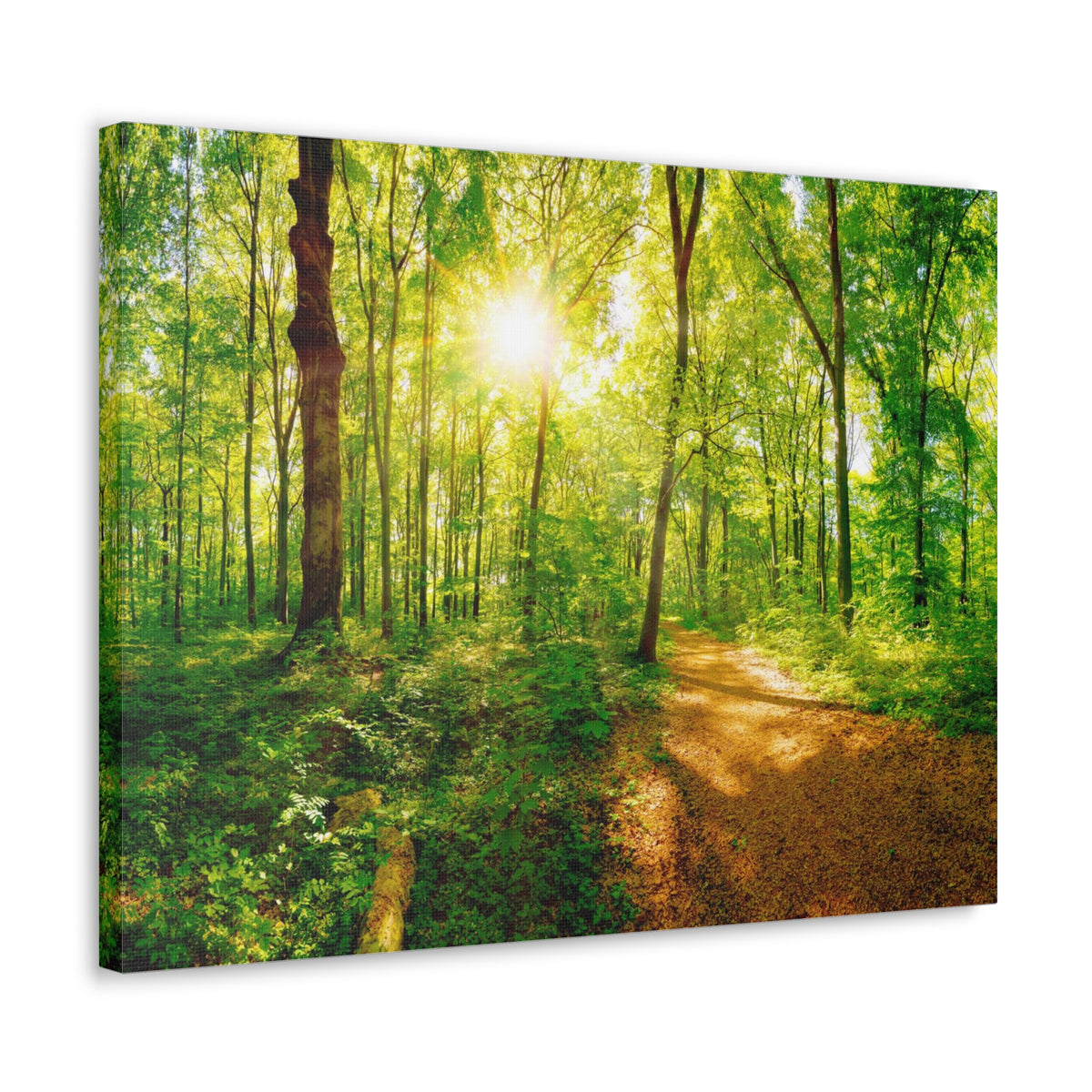 Green Forest Sunlight Nature Wilderness Photography Canvas Wall Art for Home Decor Ready-to-Hang-Express Your Love Gifts