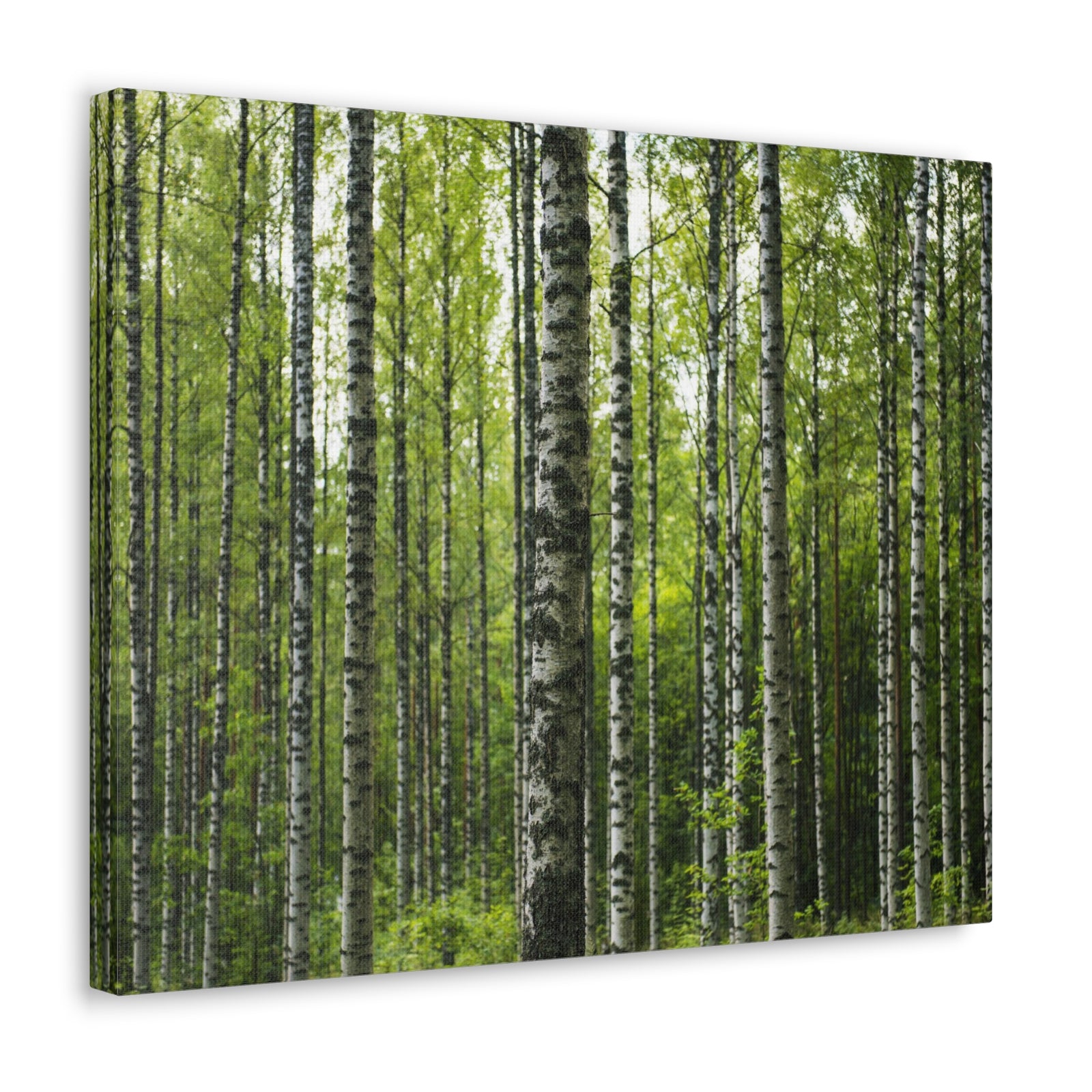 White Birch Trees in Green Forest Nature Wilderness Photography Canvas Wall Art for Home Decor Ready-to-Hang-Express Your Love Gifts
