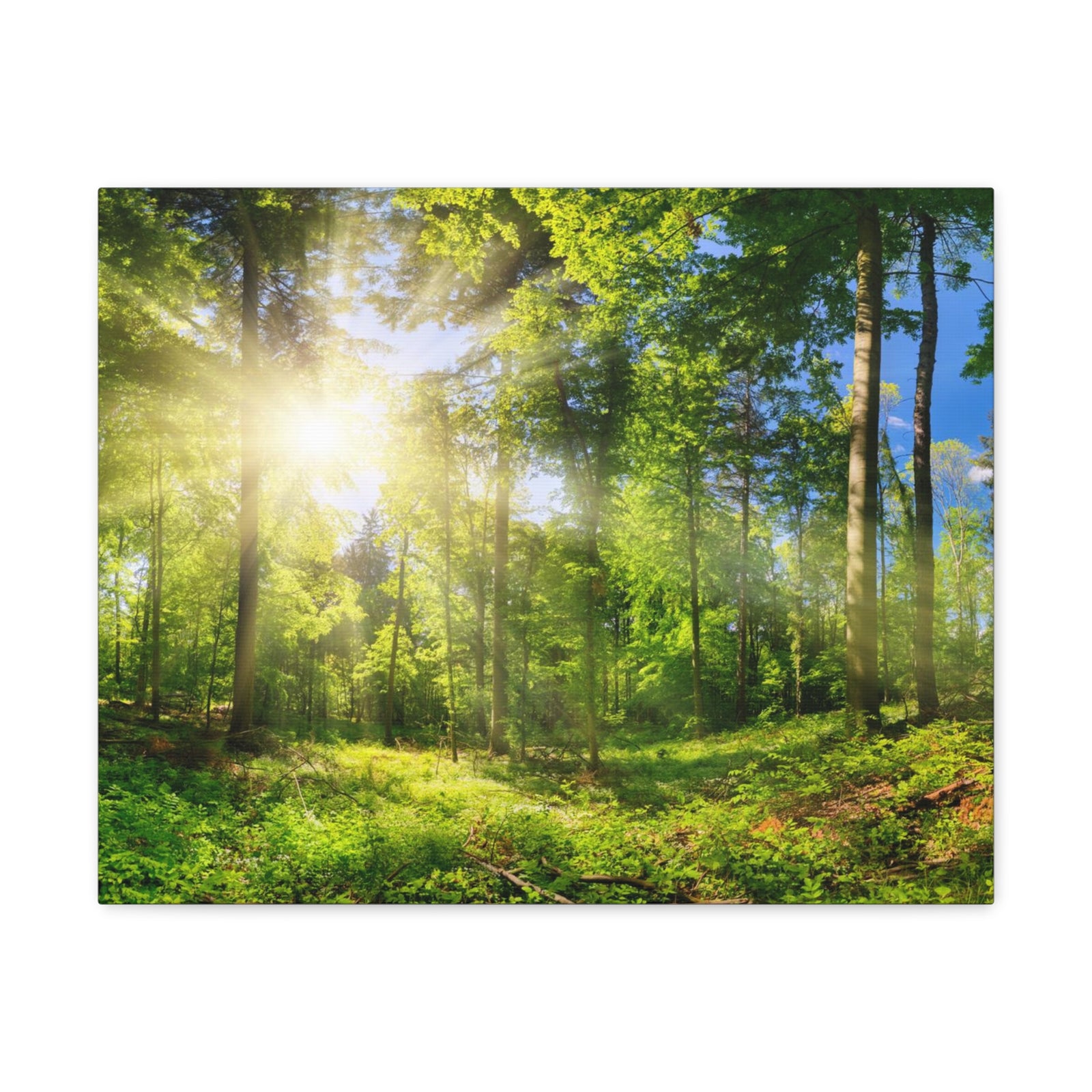 Sunrise Through Green Forest Nature Wilderness Photography Canvas Wall Art for Home Decor Ready-to-Hang-Express Your Love Gifts