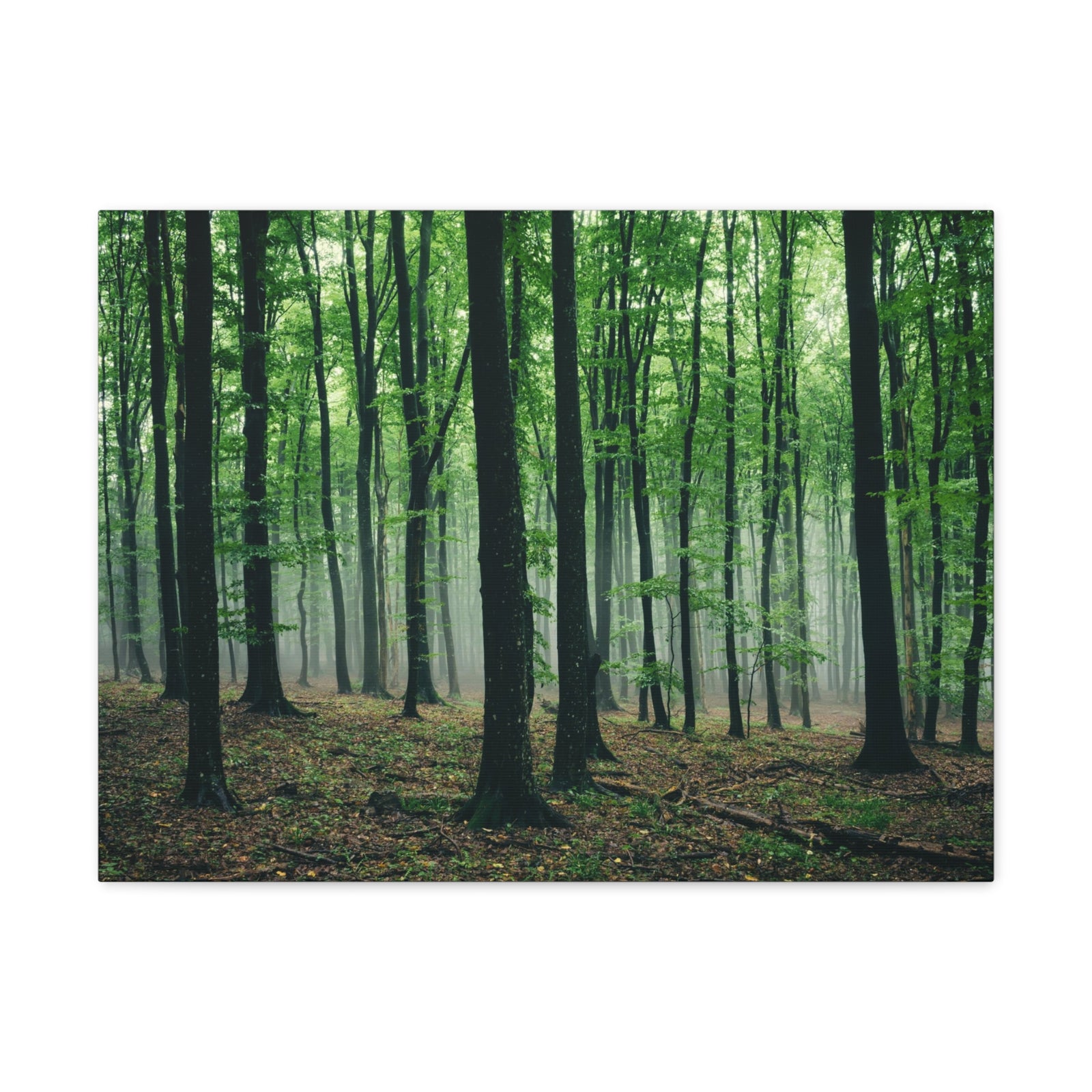 Misty Green Pine Tree Forest Nature Wilderness Photography Canvas Wall Art for Home Decor Ready-to-Hang-Express Your Love Gifts