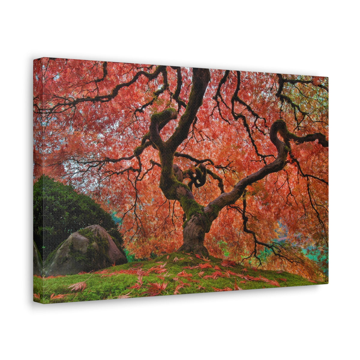 Old Japanese Maple Tree In Japanese Garden Canvas Wall Art for Home Decor Ready-to-Hang-Express Your Love Gifts