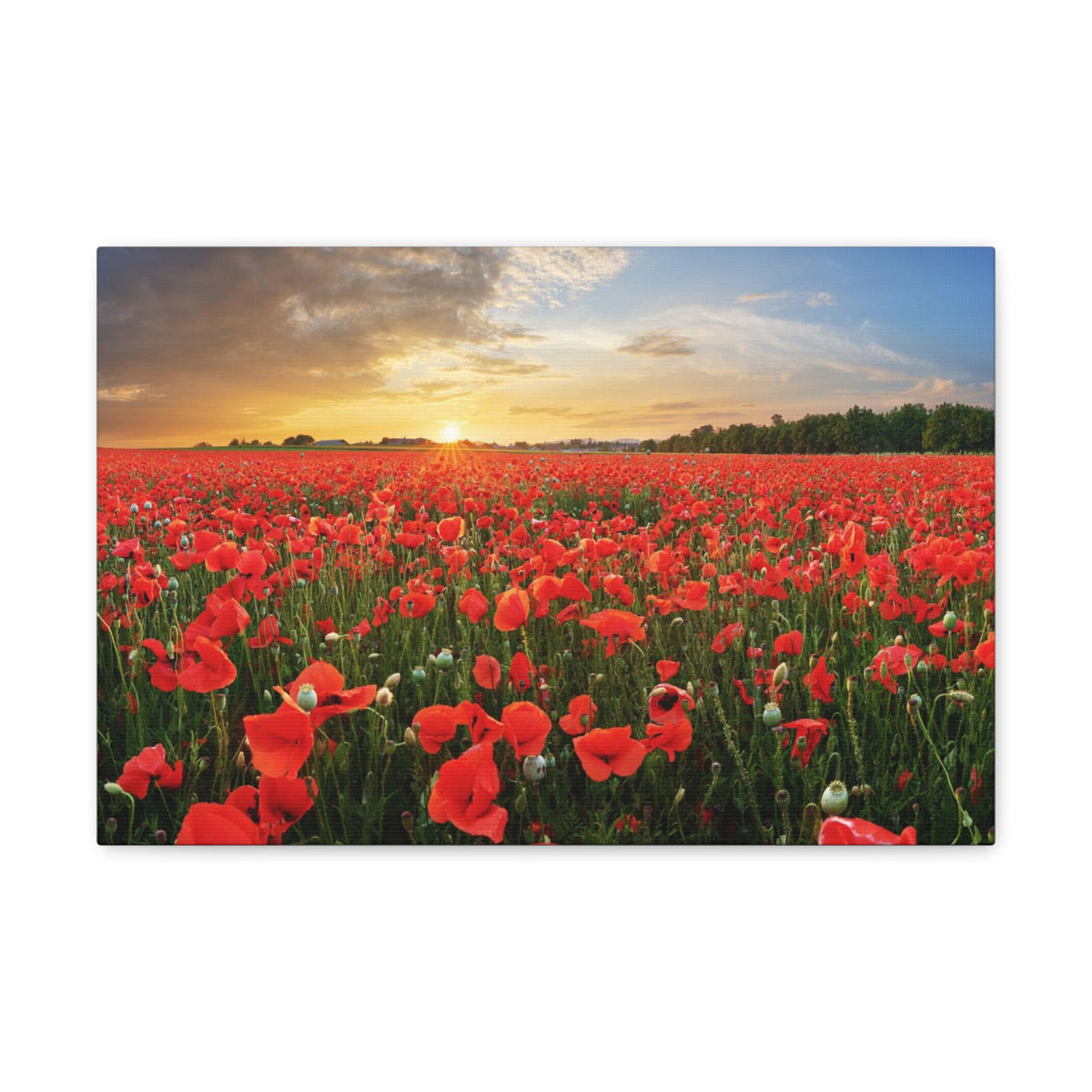 Sunset Over Poppy Field Flower Canvas Wall Art for Home Decor Ready-to-Hang-Express Your Love Gifts