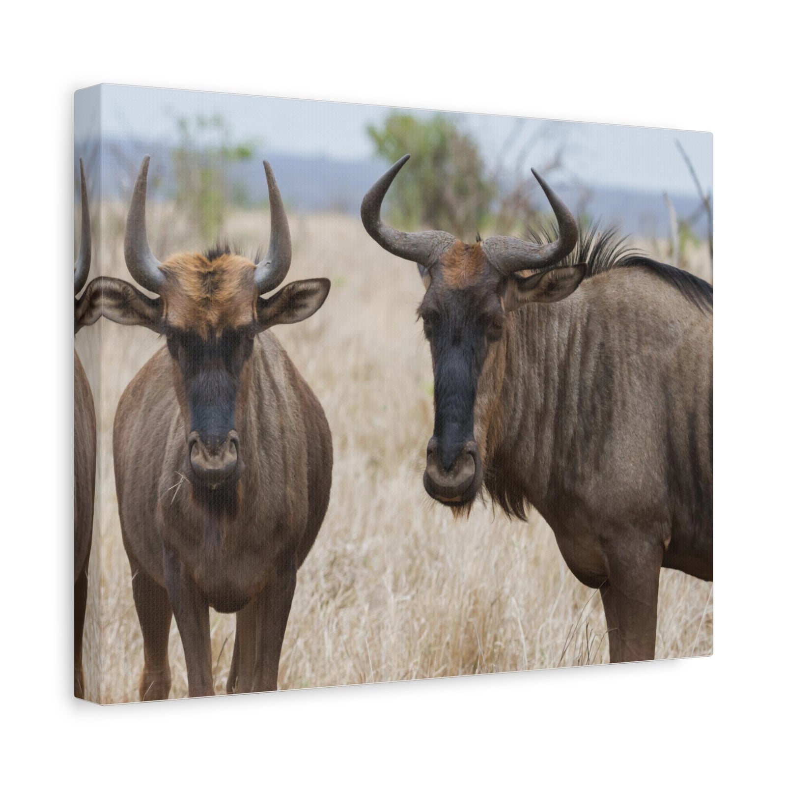 Funny Wildebeest Silly Wildebeest Scene Couple Wall Art Ready to Hang-Express Your Love Gifts