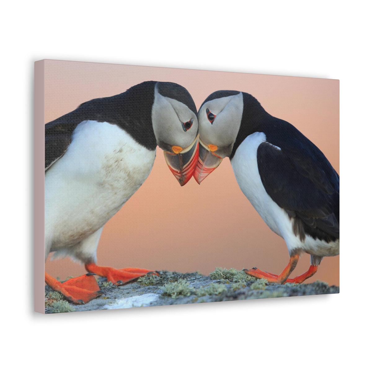 Funny Atlantic Puffin Silly Atlantic Puffin Couple Wall Art Ready to Hang-Express Your Love Gifts