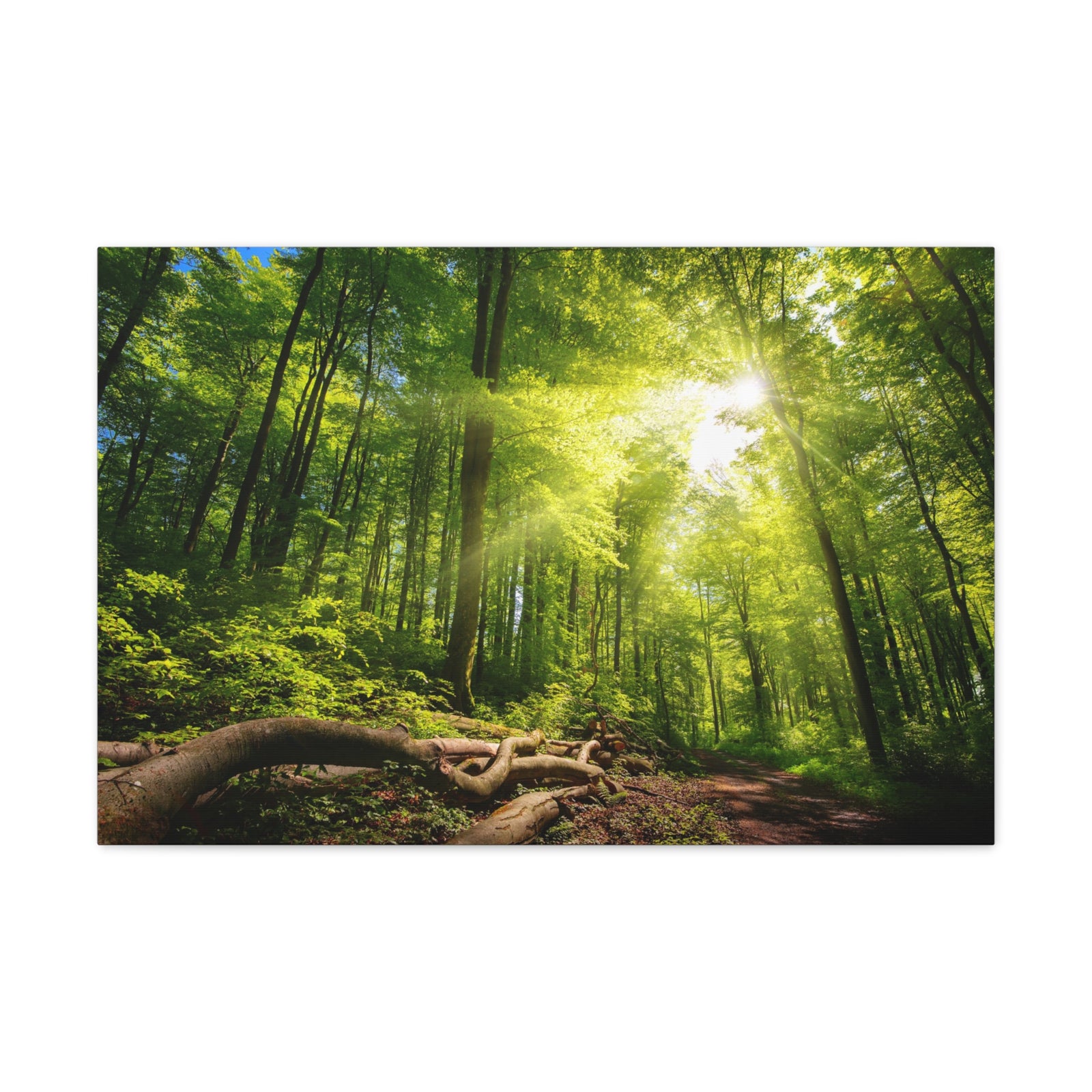 Sunlight Forest Green Nature Wilderness Photography Canvas Wall Art for Home Decor Ready-to-Hang-Express Your Love Gifts