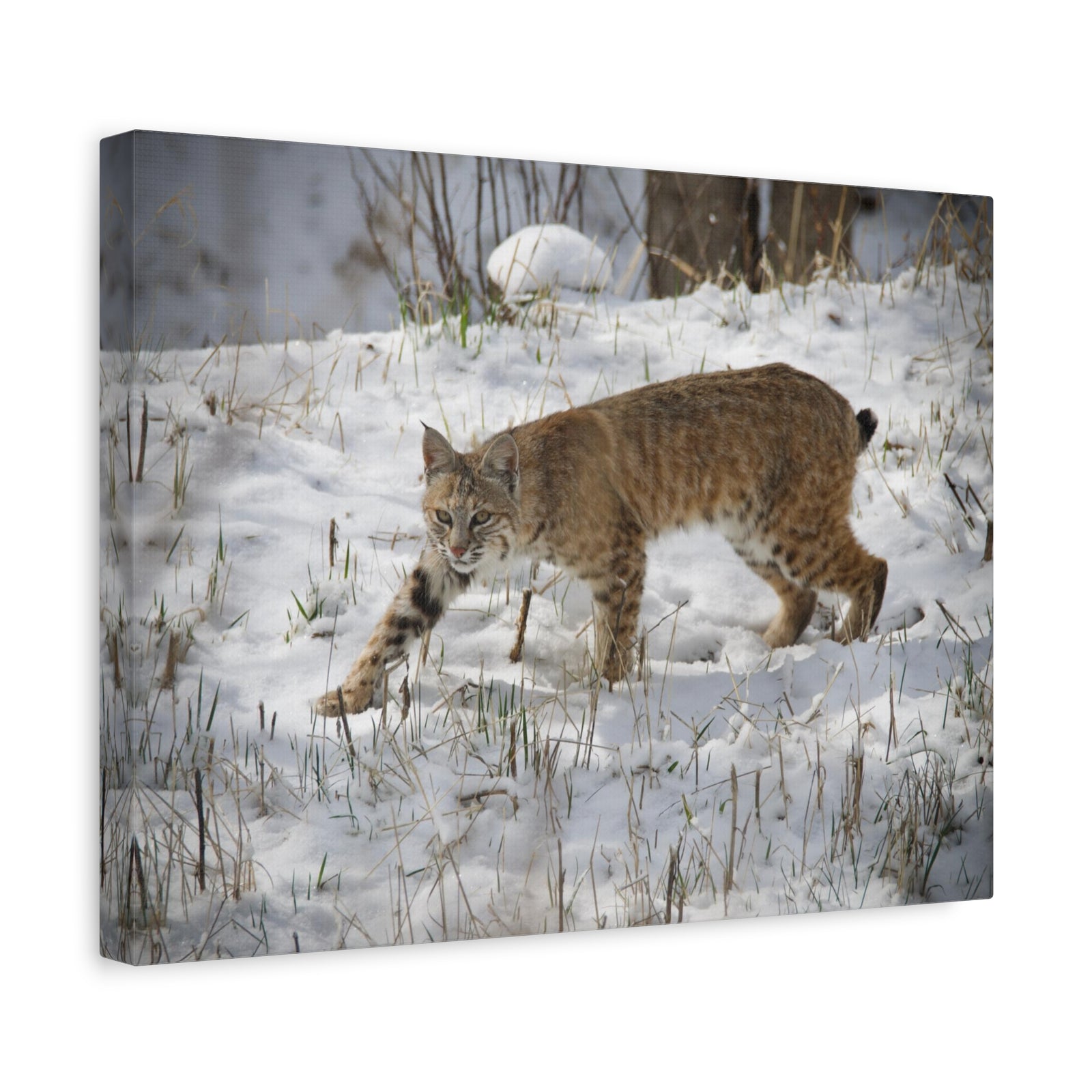 Majestic Bob-Cat Art Majestic Bob-Cat Print Animal Wall Art Wildlife Canvas Prints Wall Art Ready to Hang-Express Your Love Gifts